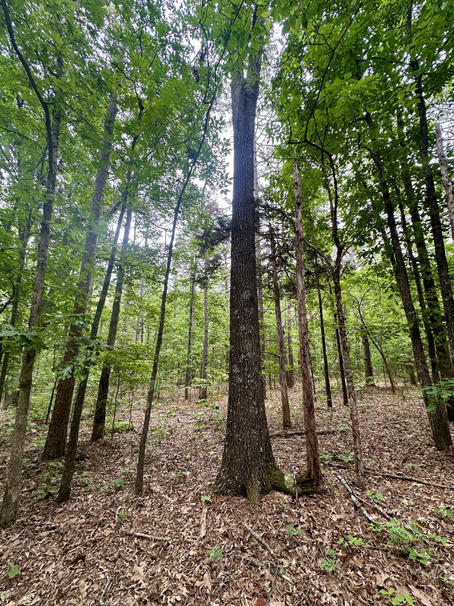 000 Carter 242, Grandin, MO 63943
