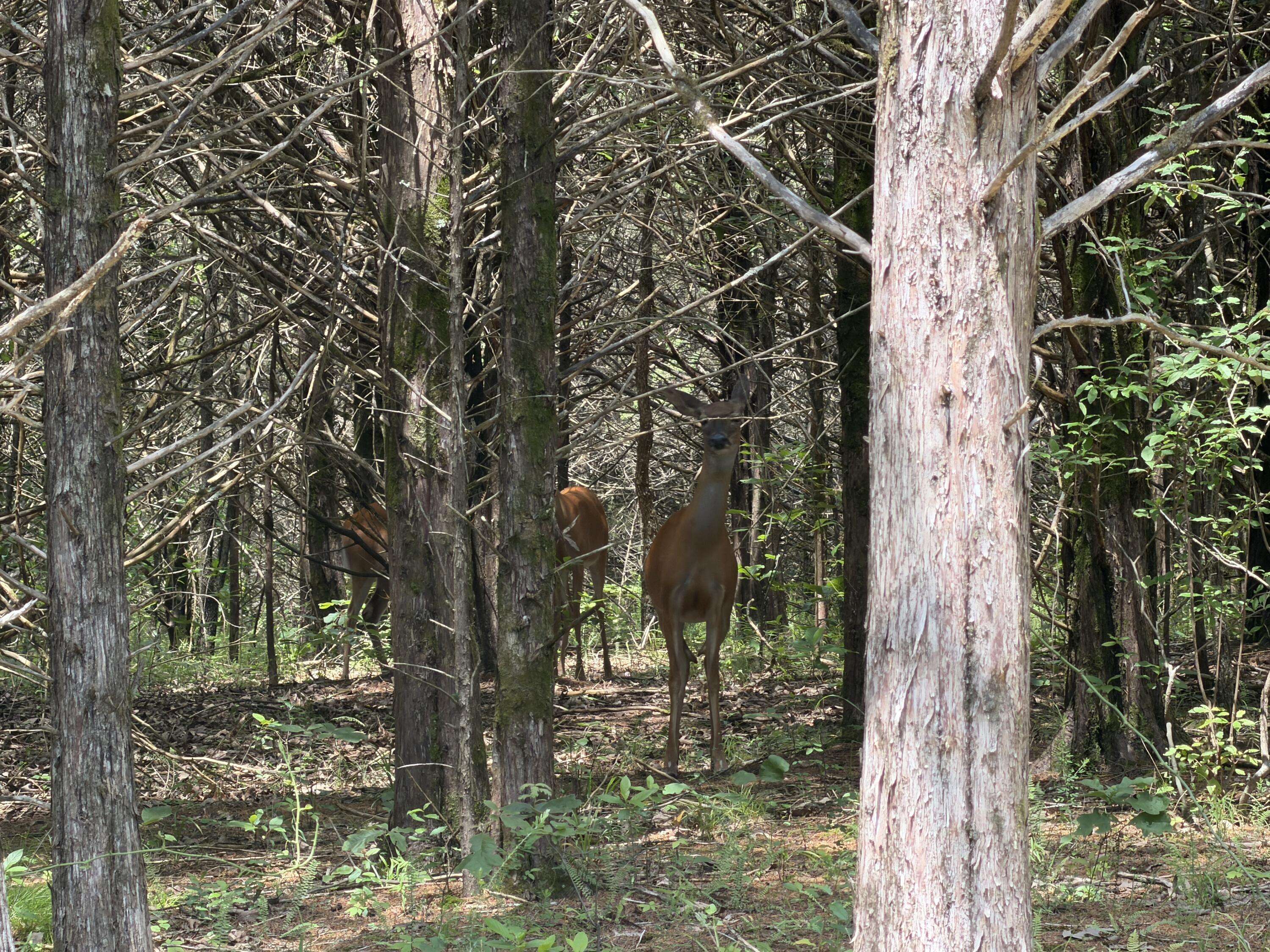 000 County Road 318 #Lot 8, Tecumseh, MO 65760