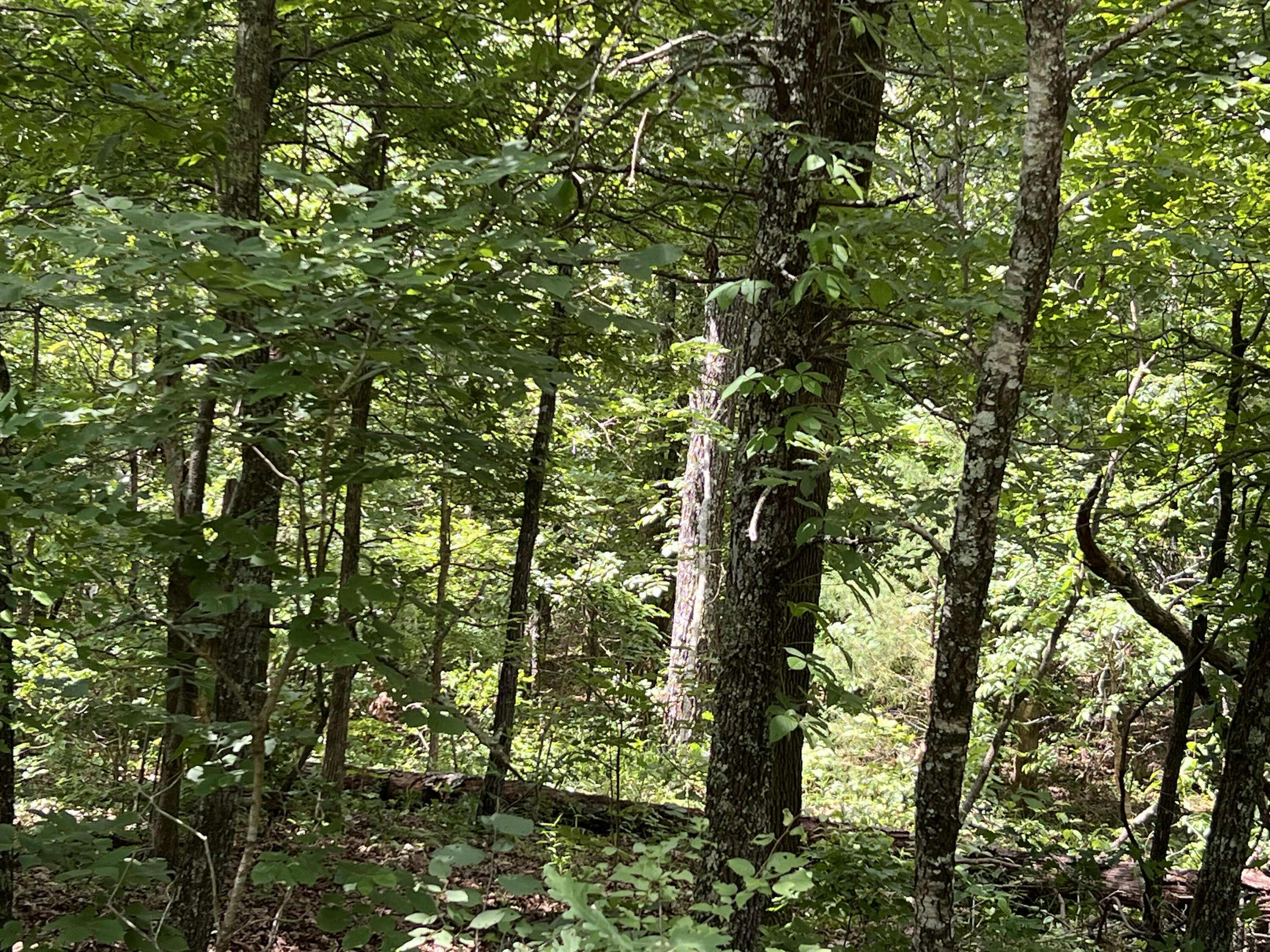 000 Pr Off Ridge Haven, Mammoth Spring, AR 72554