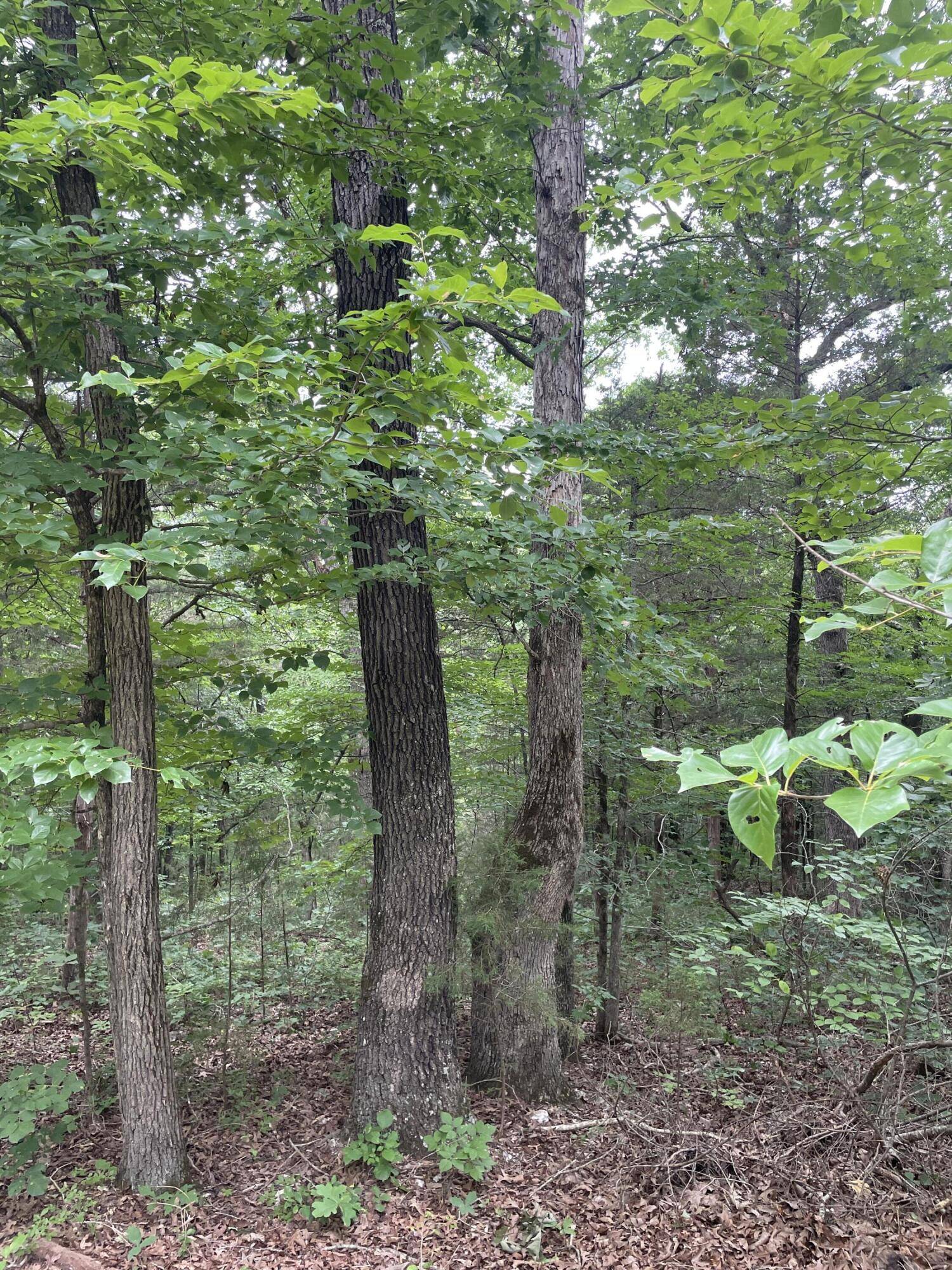 2980 County Road 855, Thornfield, MO 65762