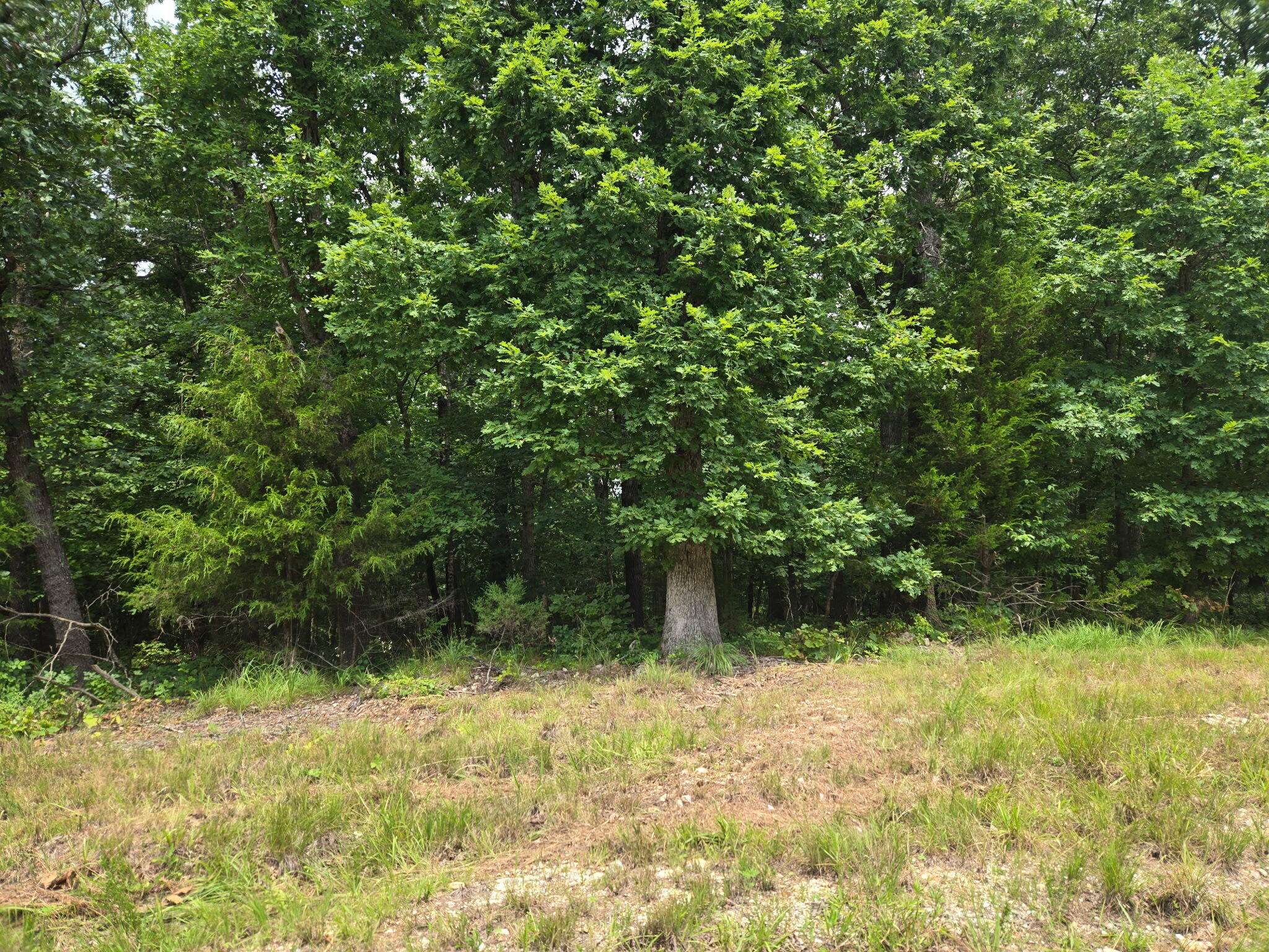 001 Muleshoe TRL, Elkland, MO 65644