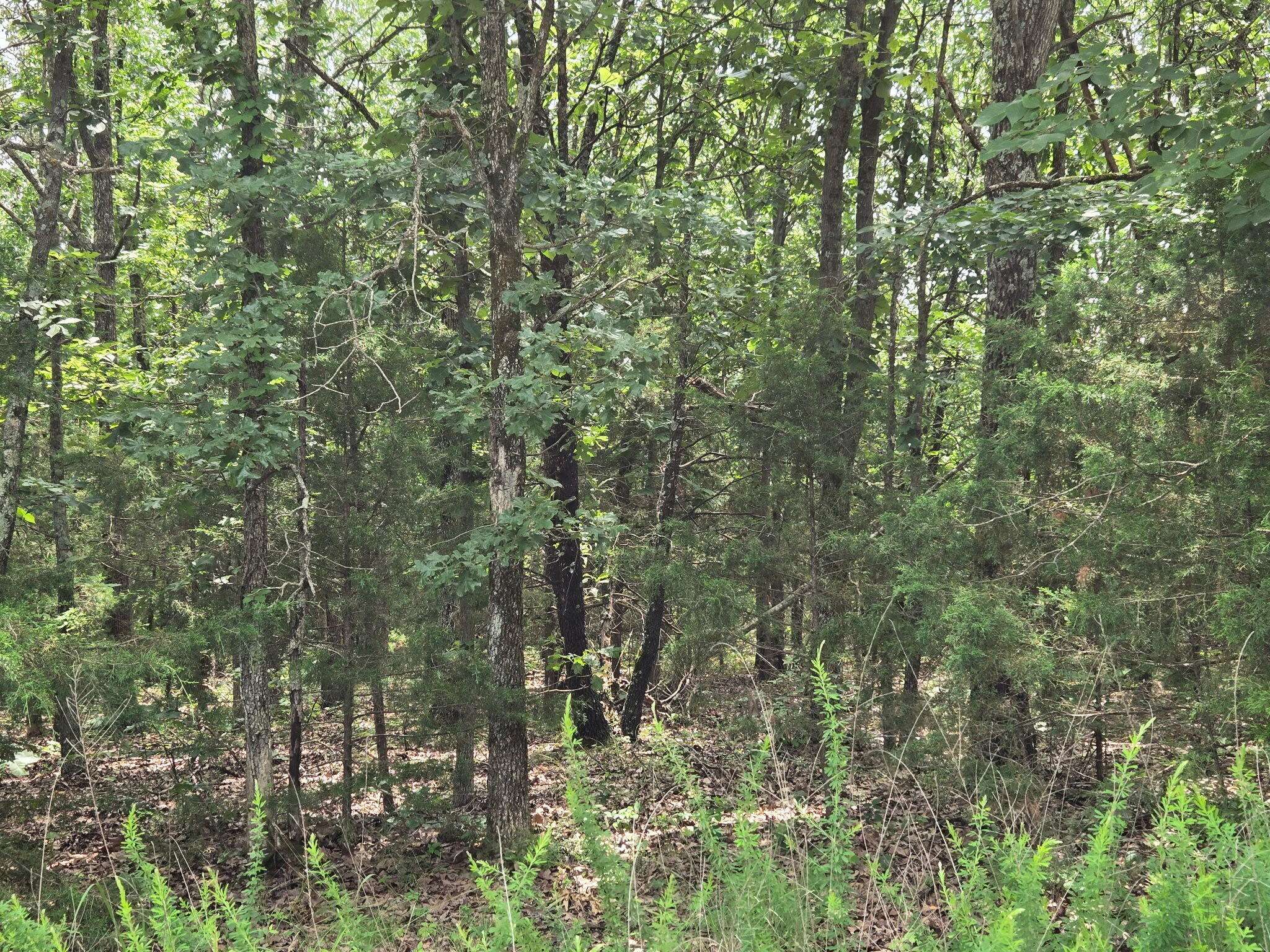 002 Muleshoe TRL #002, Elkland, MO 65644