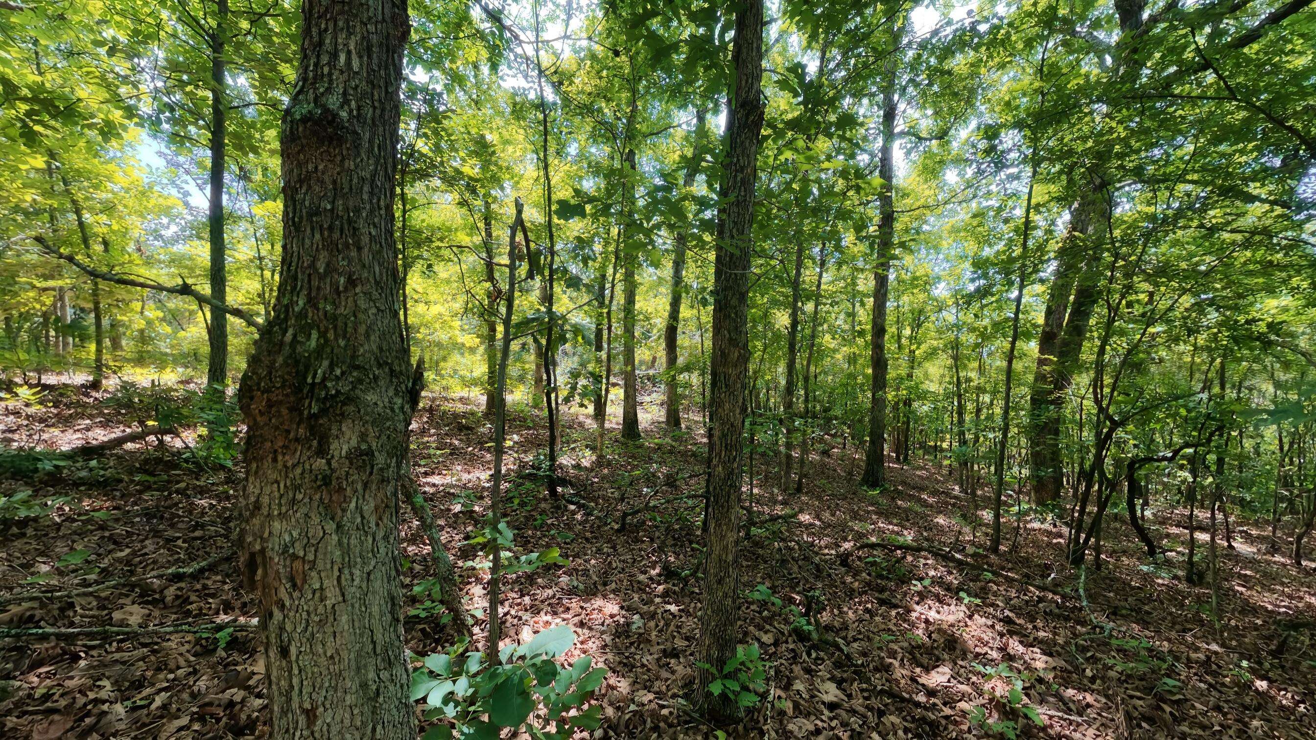 000 Ridgehaven RD, Mammoth Spring, AR 72554