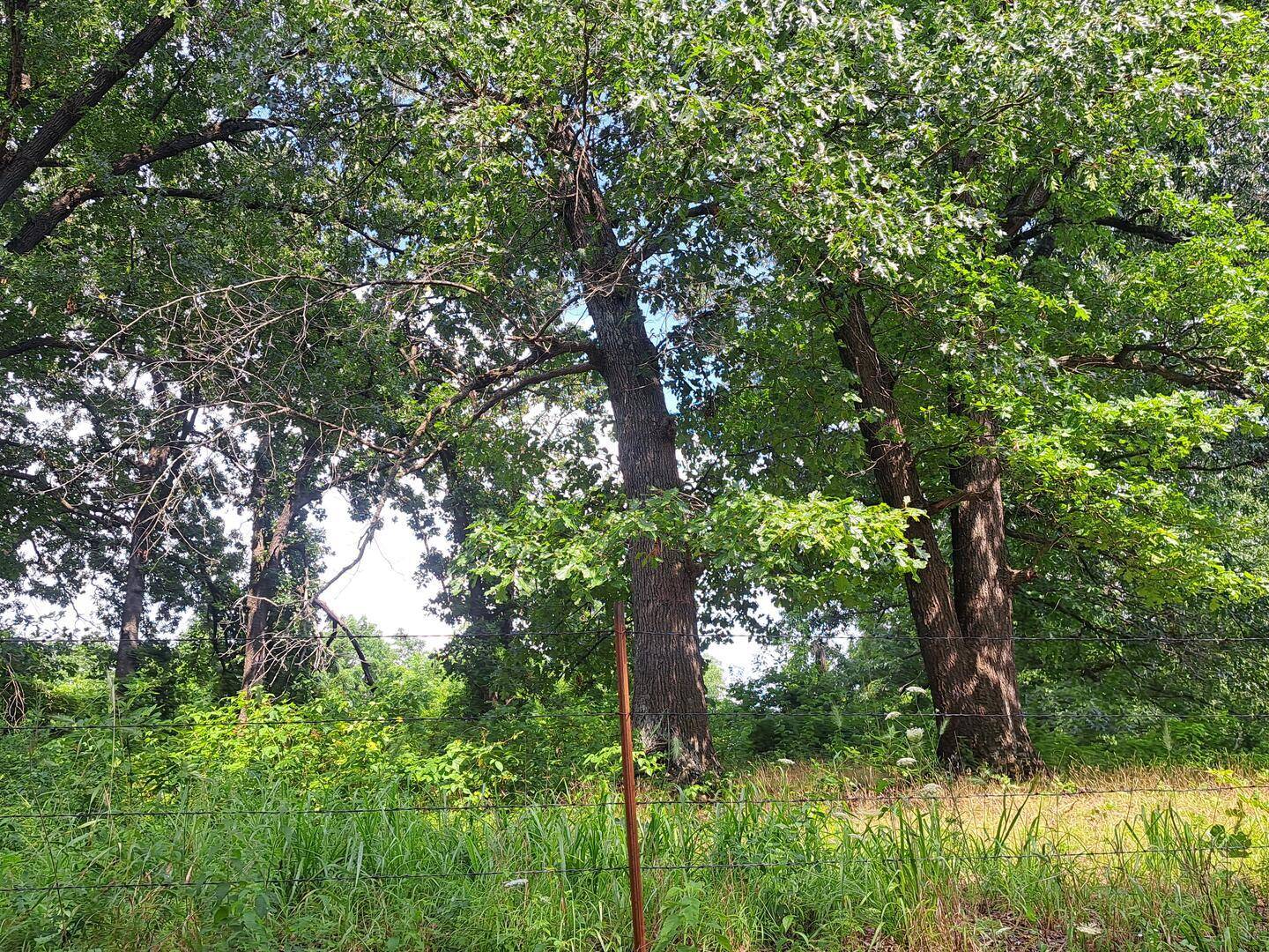 000 Little Mill RD, Granby, MO 64844