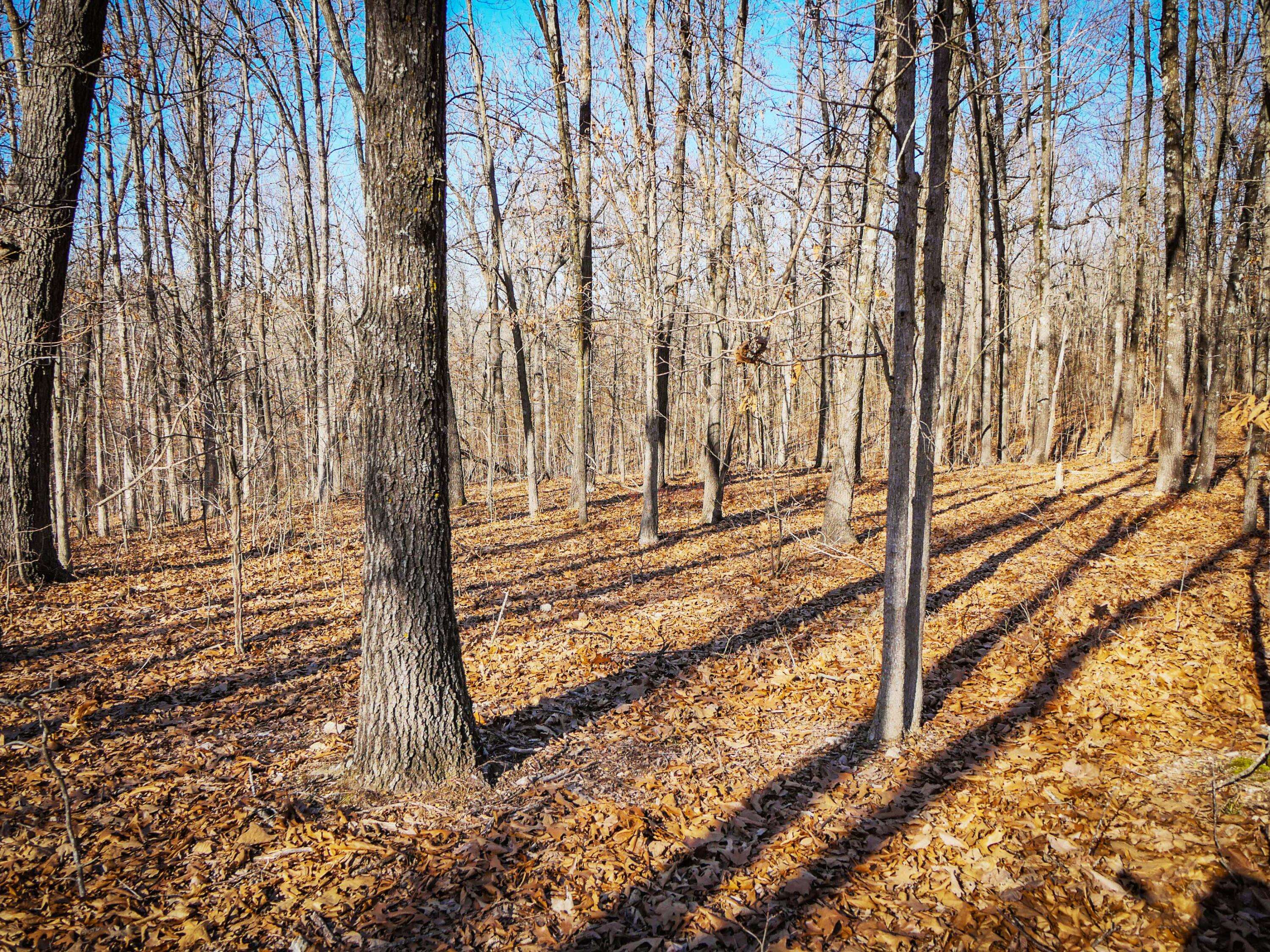 000 Ridge Trail RD #Lots A & B, Tunas, MO 65764
