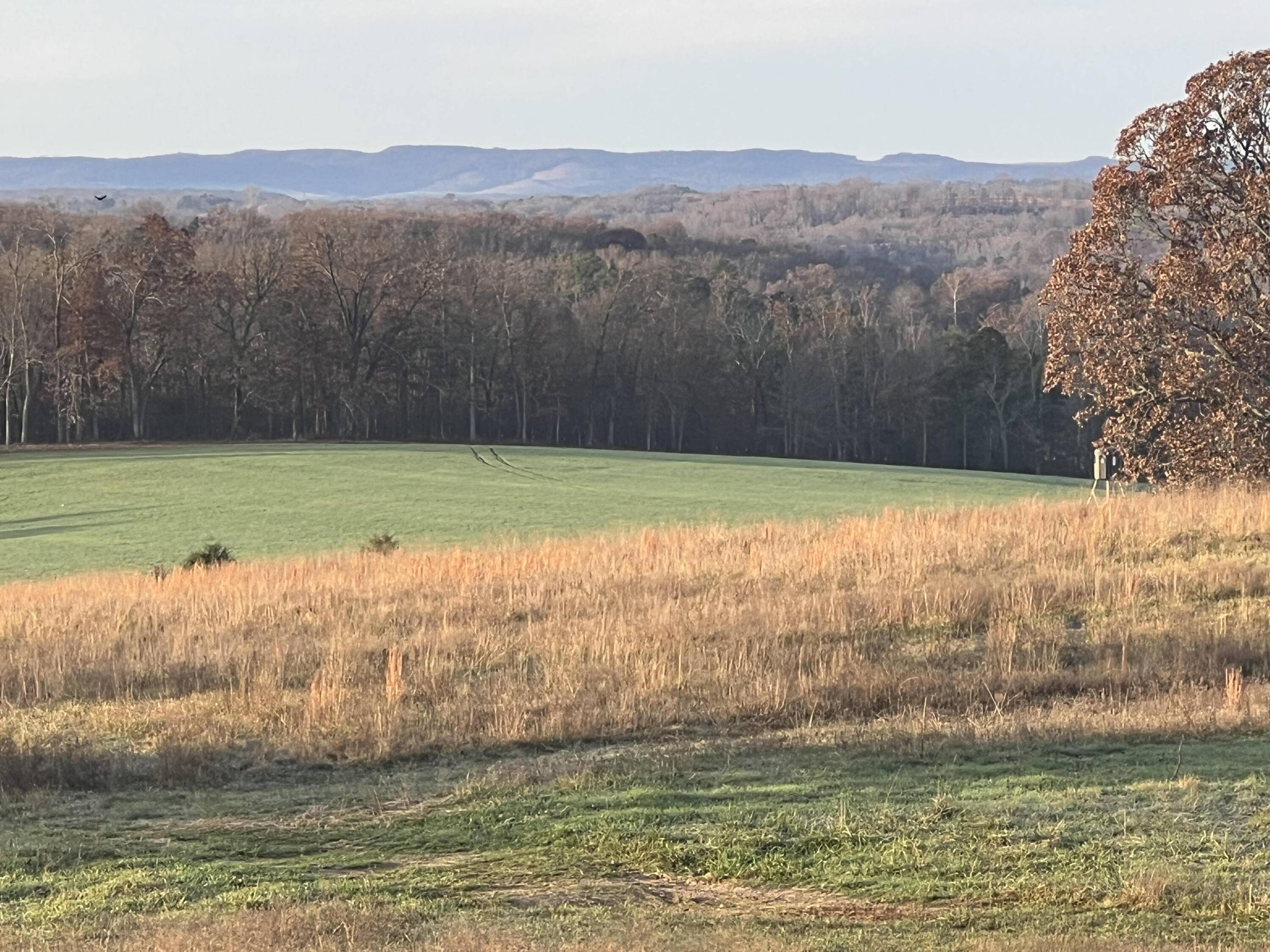 Tbd County Road 14-252, Drury, MO 65638