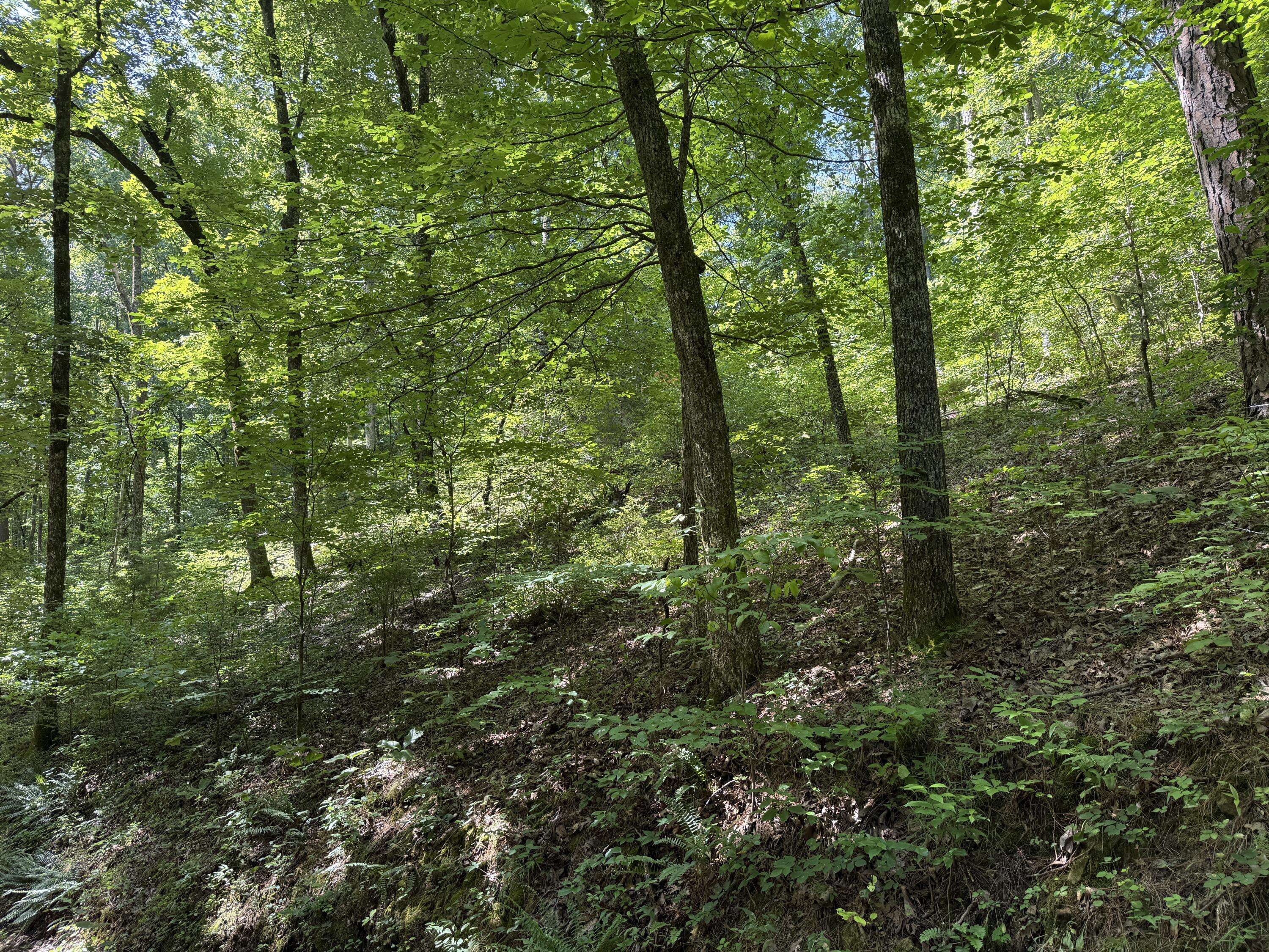 000 County Road 179, Dora, MO 65637