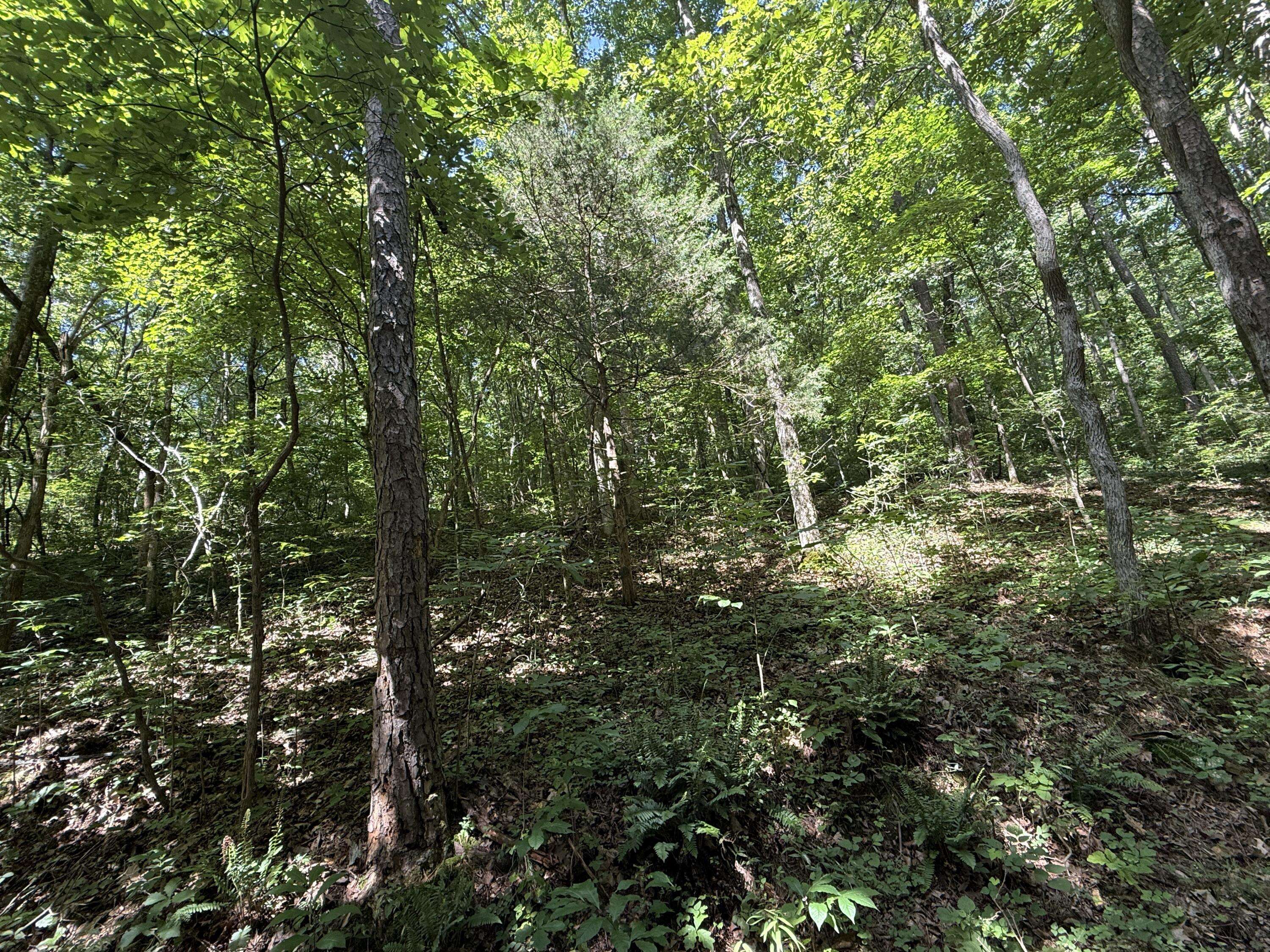 000 County Road 179, Dora, MO 65637
