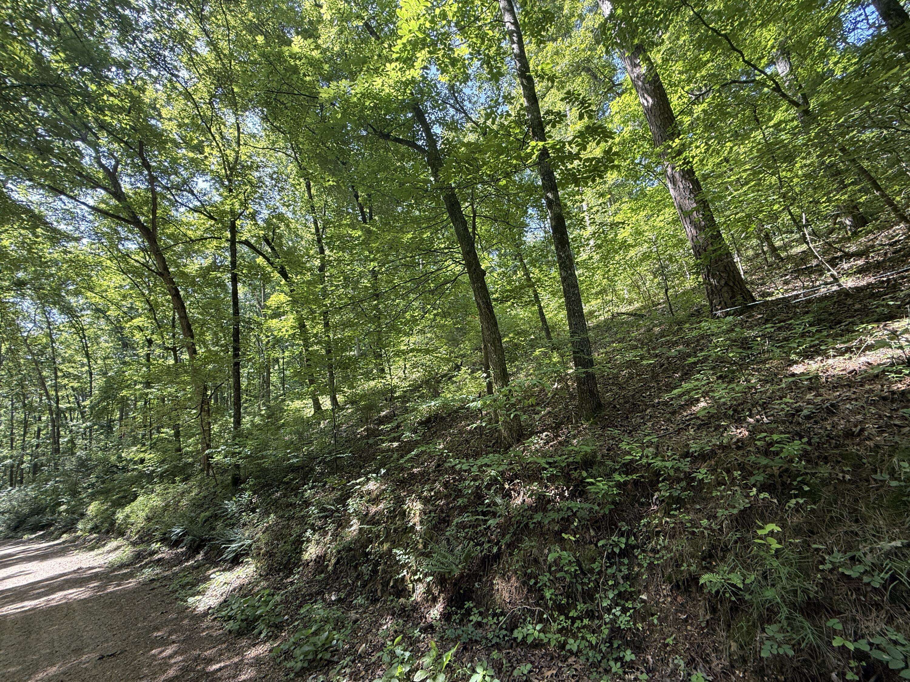 000 County Road 179, Dora, MO 65637