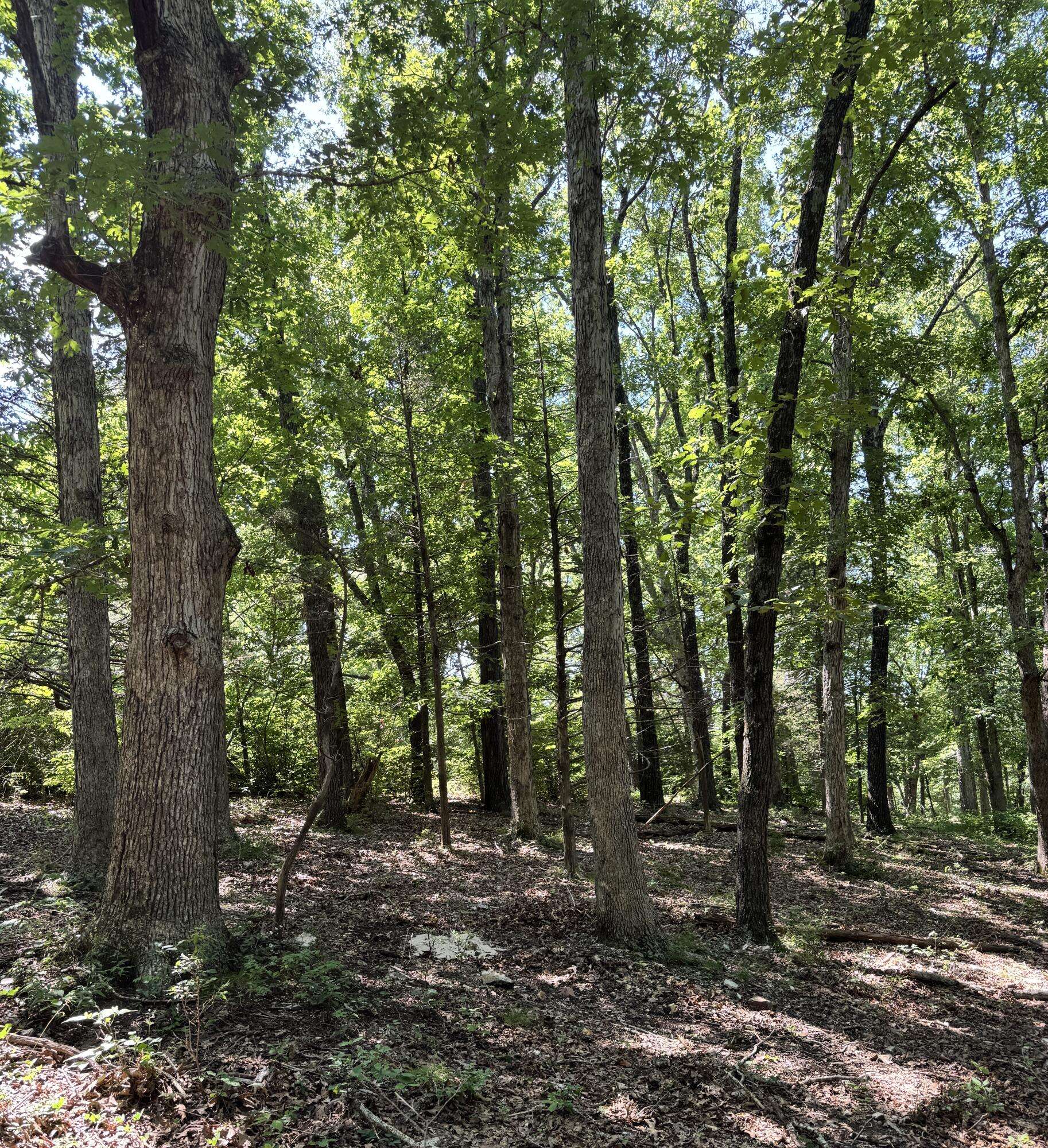 000 Clear Sky DR, Marshfield, MO 65706