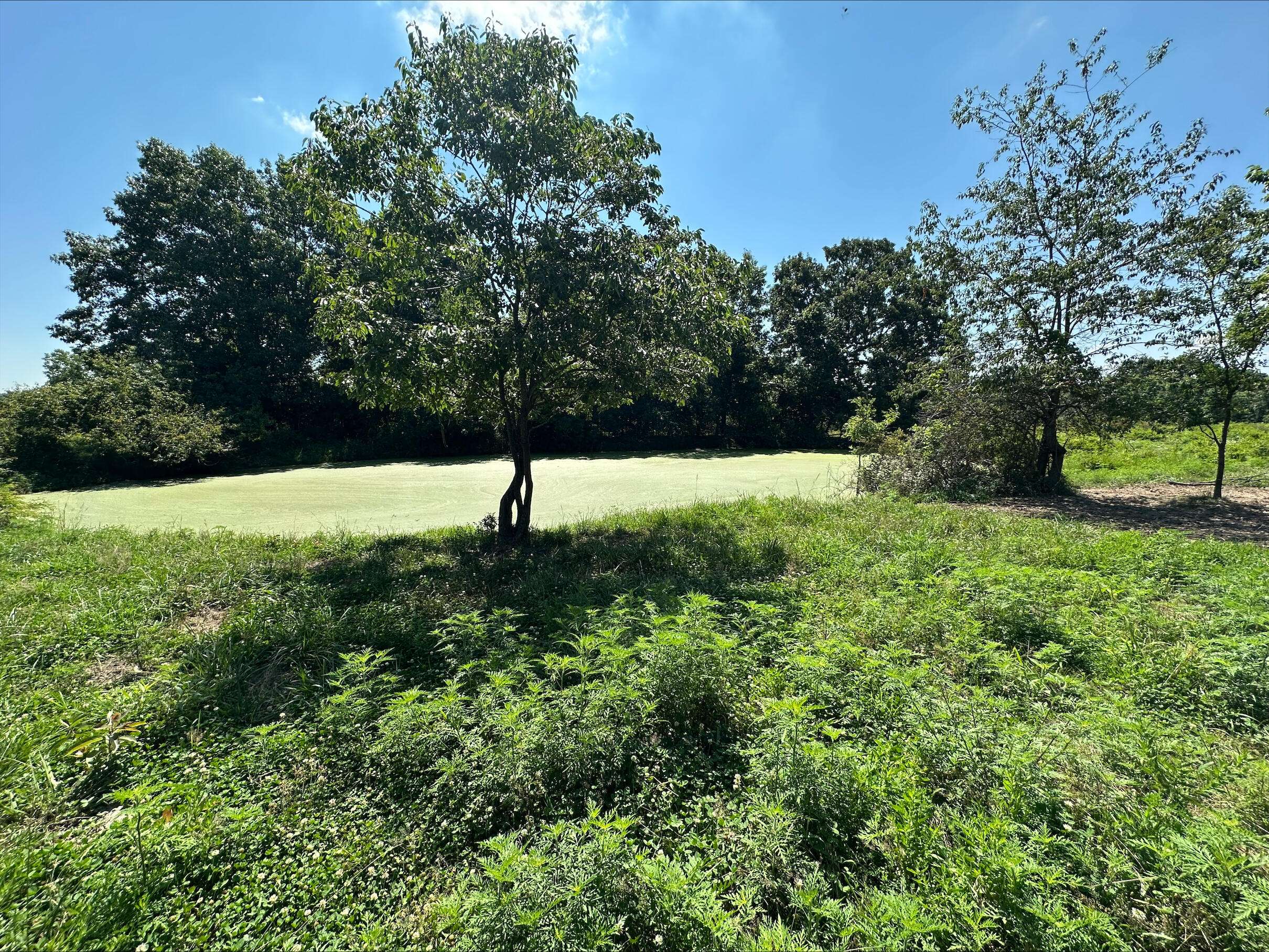 Tbd - A State Highway 174, Mt Vernon, MO 65712