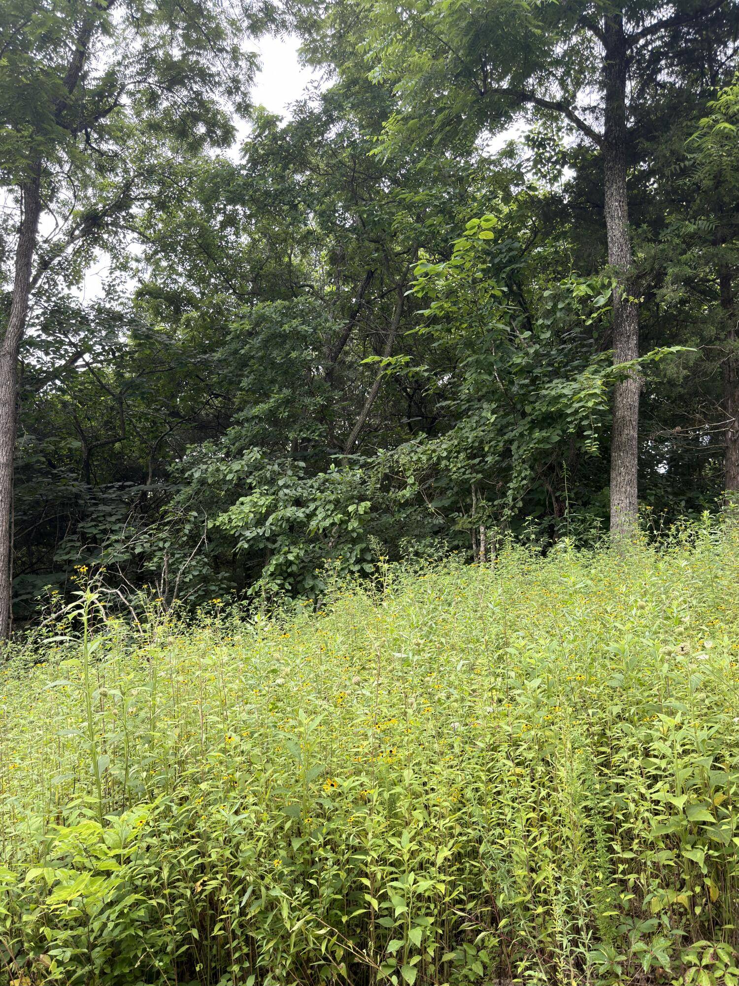 Lot 219 Big Creek RD, Shell Knob, MO 65747