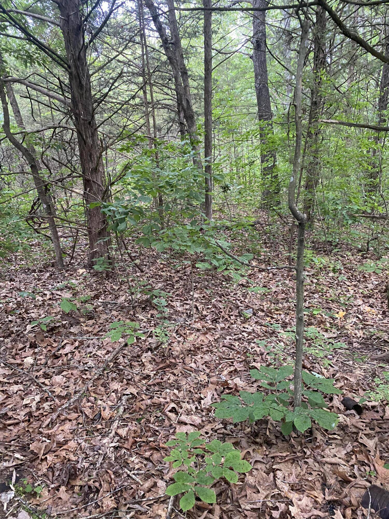 Lot 65 Gumbo Woods, Shell Knob, MO 65747
