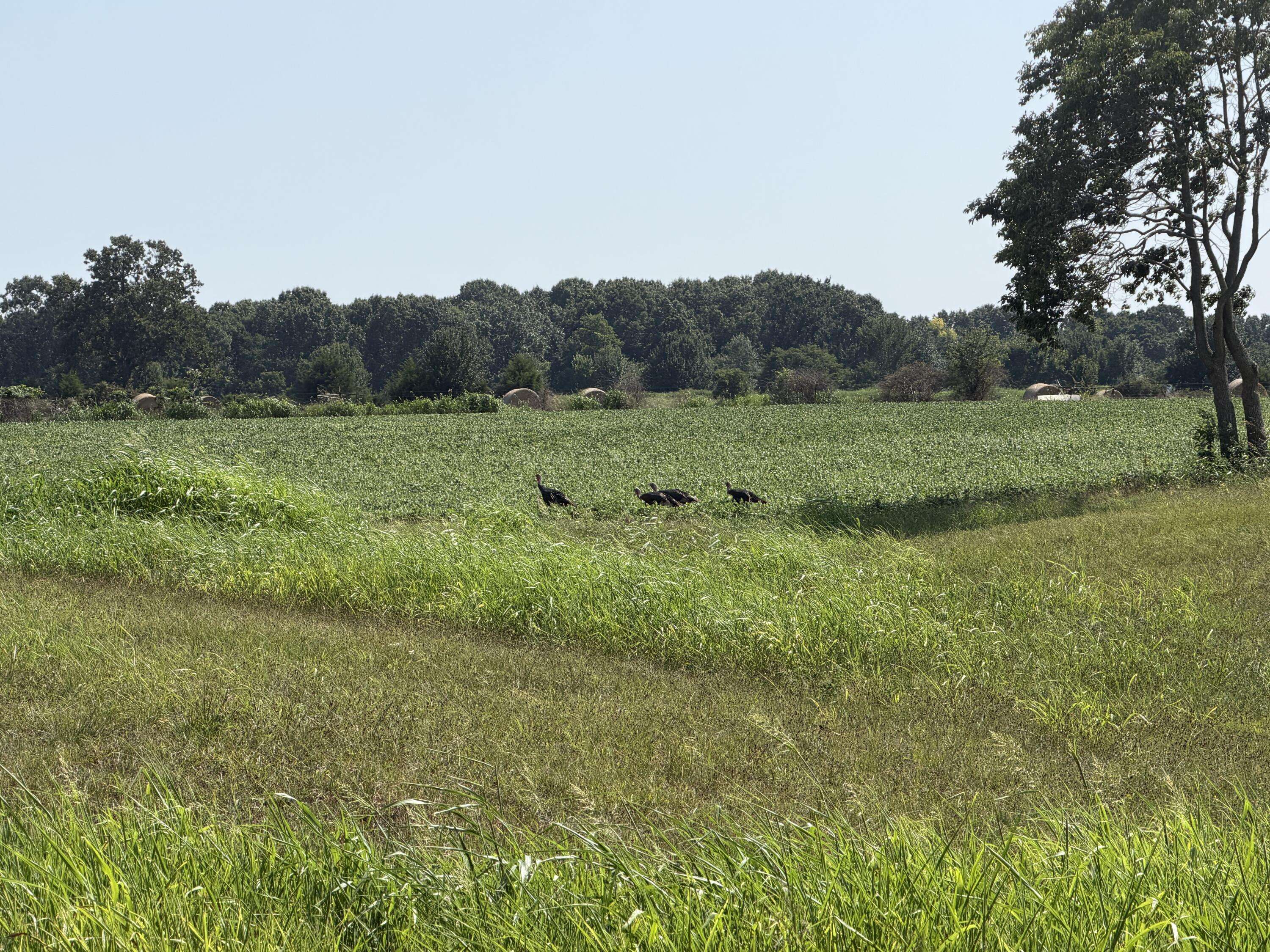 000 State Highway Y, Seneca, MO 64865