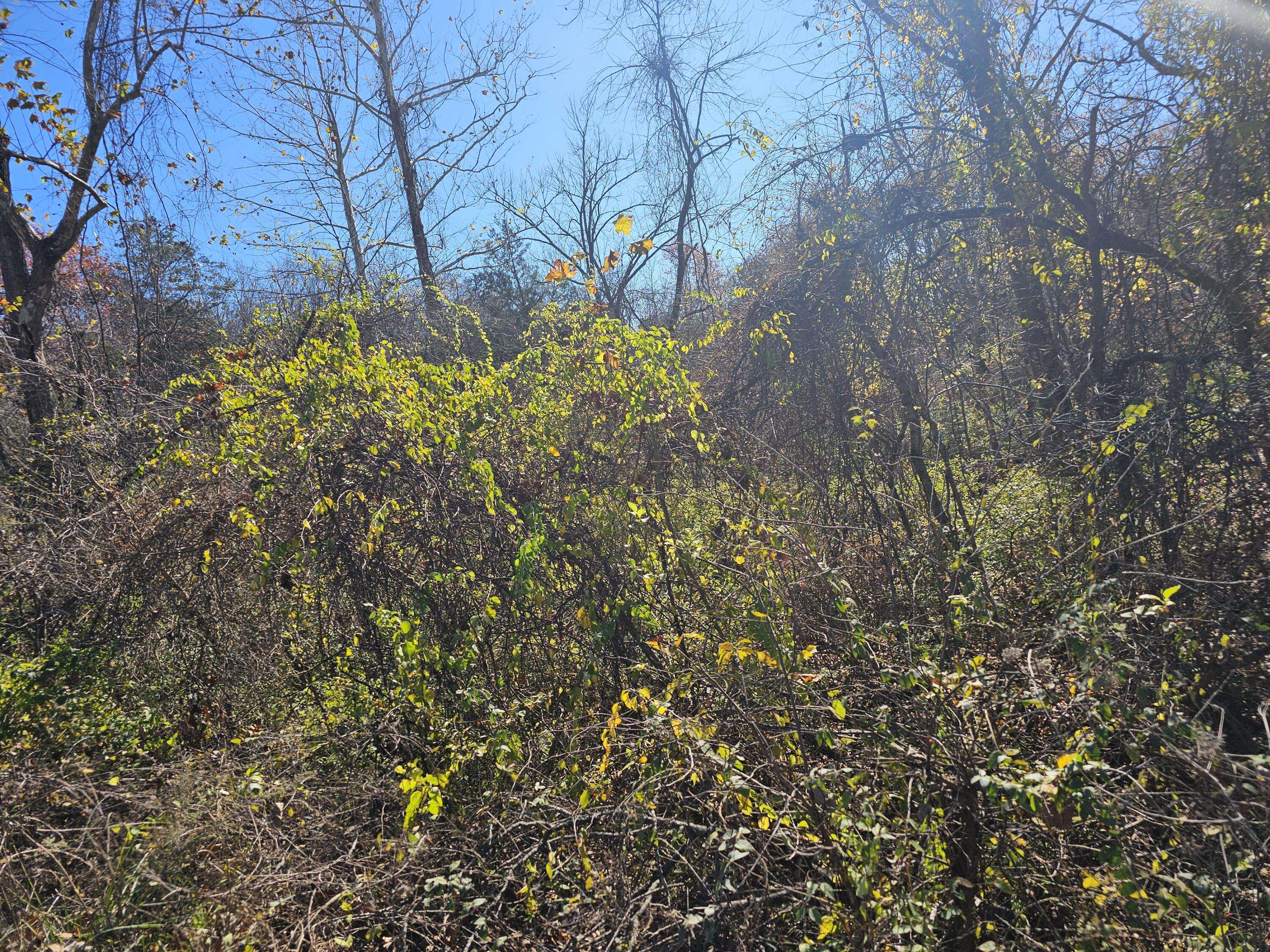 000 Spruce AVE, Merriam Woods, MO 65740