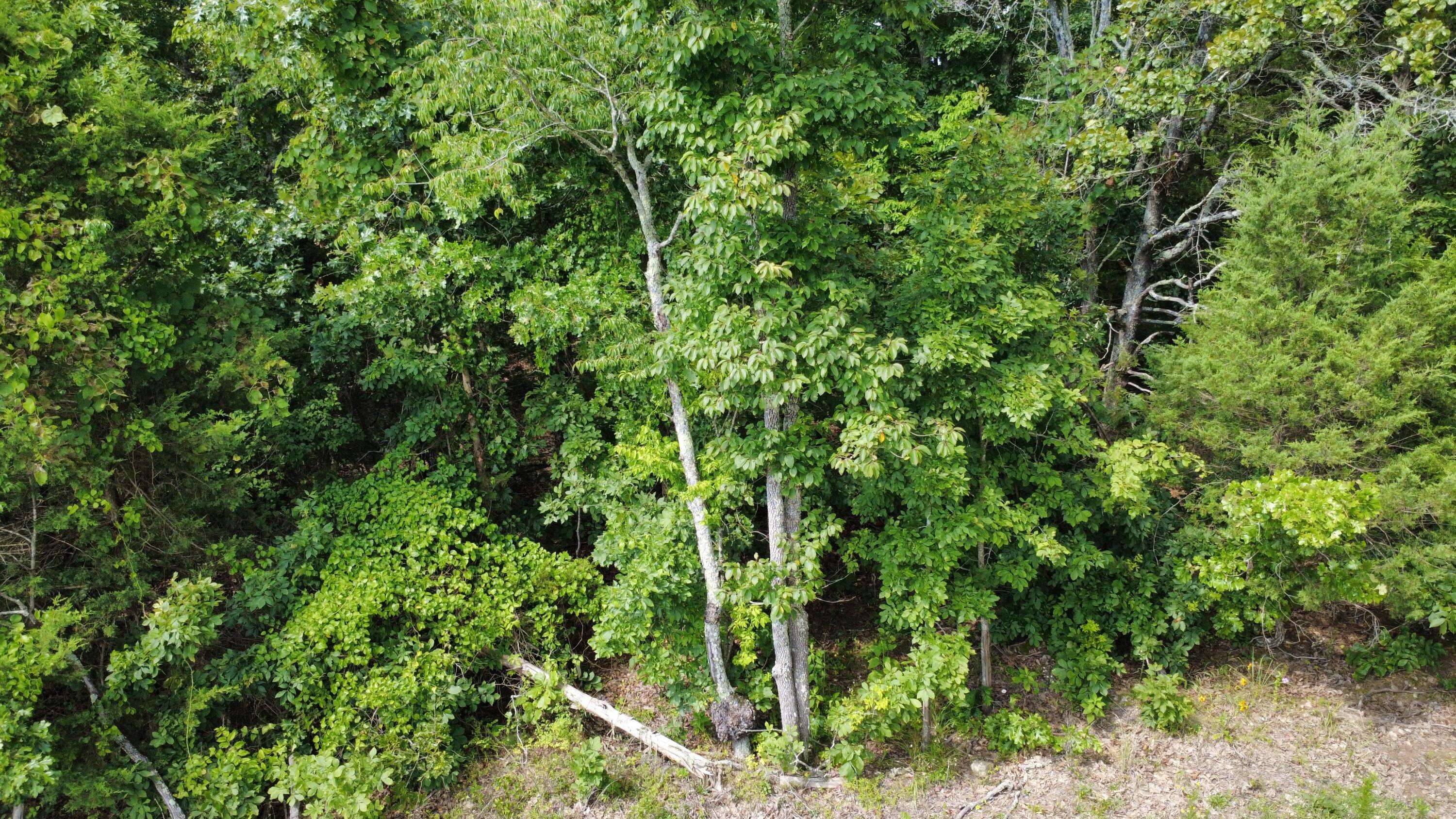 632 Private Road 421-35, West Plains, MO 65775