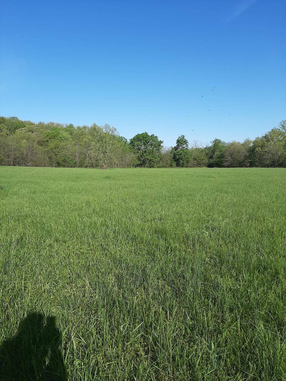 1535 W Elderberry LN, Brighton, MO 65617