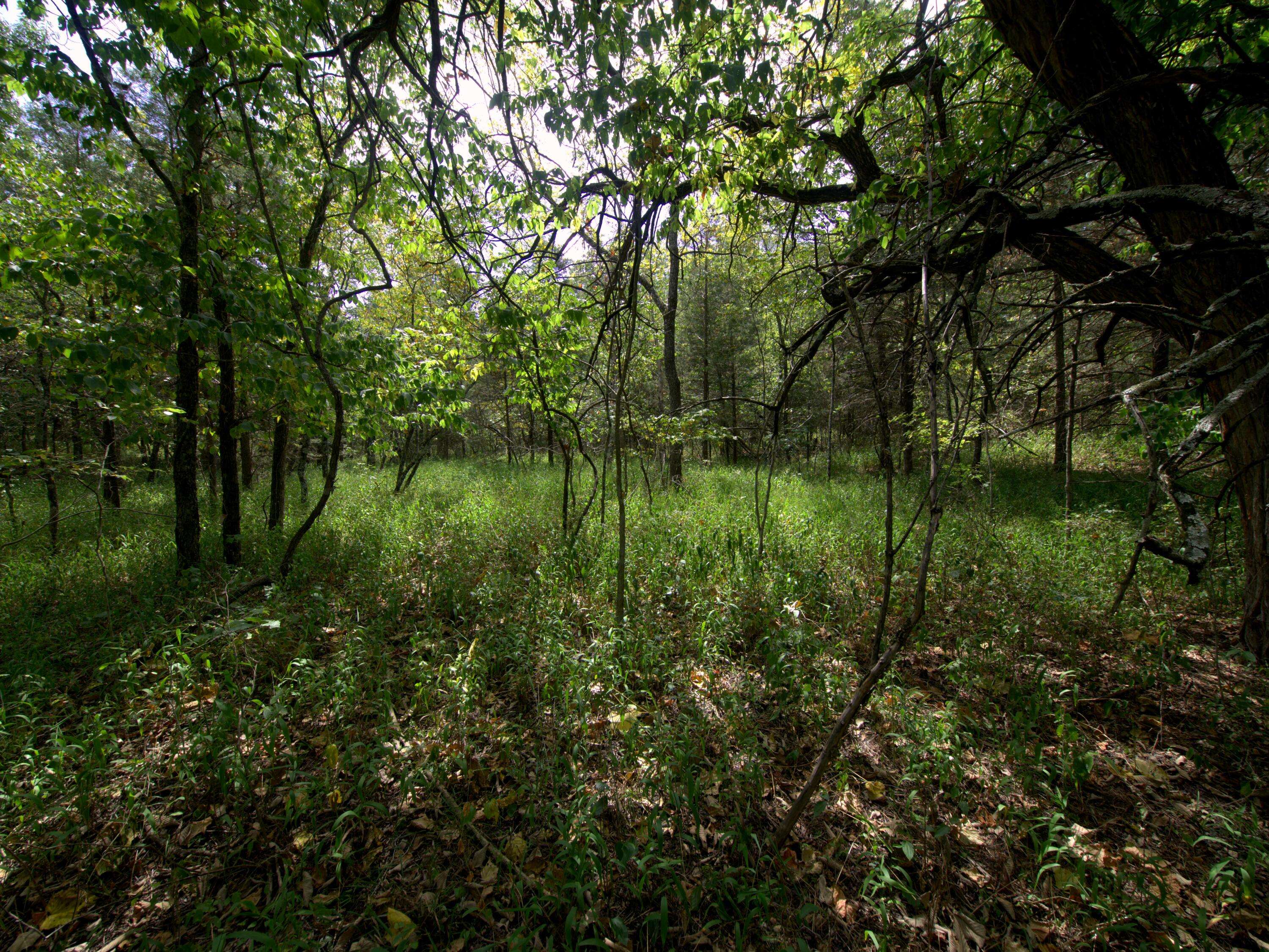 Tract 4 Simpson Rd, Urbana, MO 65767