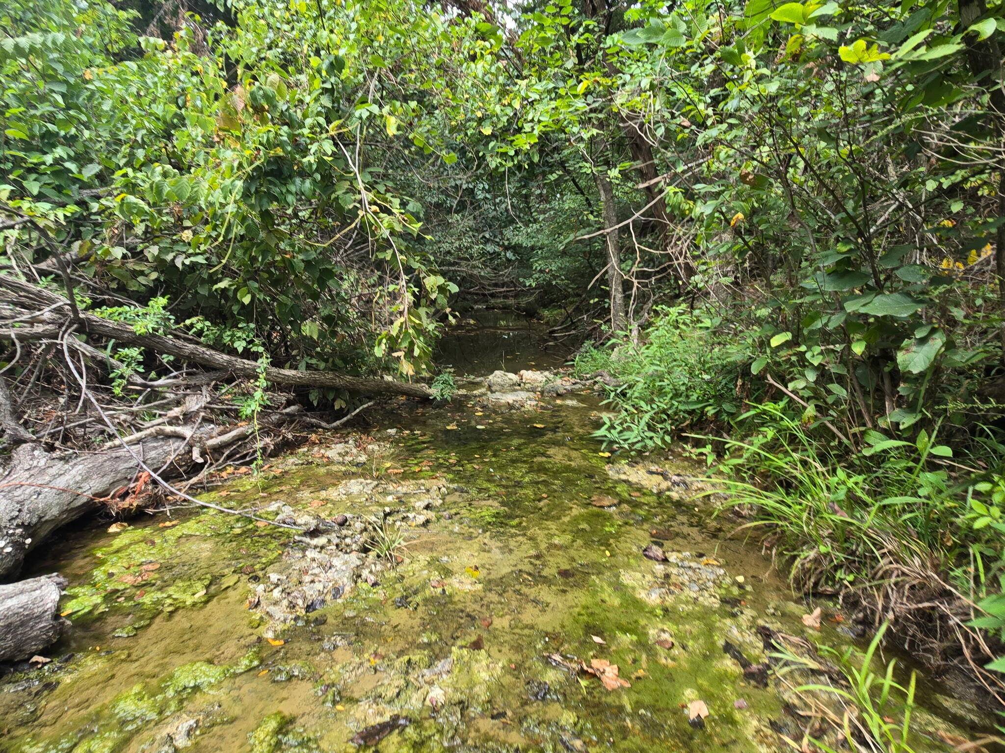 00 Hico RD, Long Lane, MO 65590
