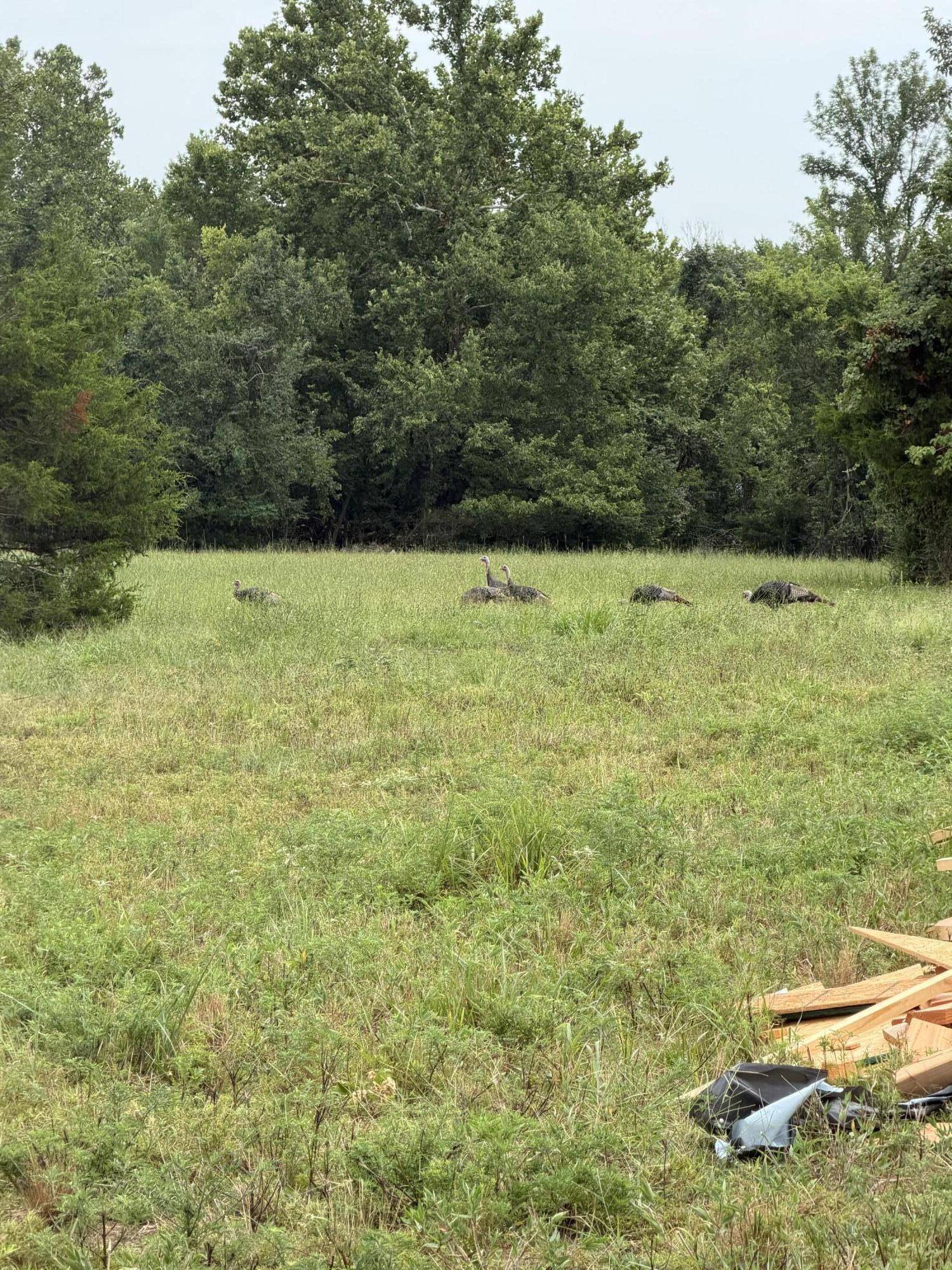 Xxx Fortune Teller RD, Granby, MO 64844
