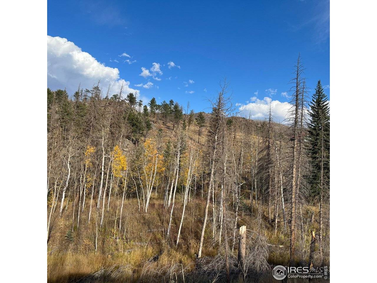 11 Monument Gulch, Bellvue, CO 80512
