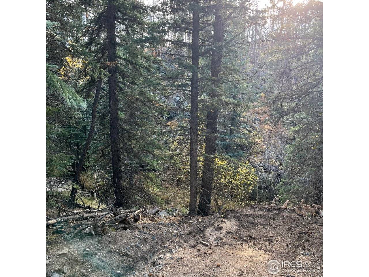 11 Monument Gulch, Bellvue, CO 80512