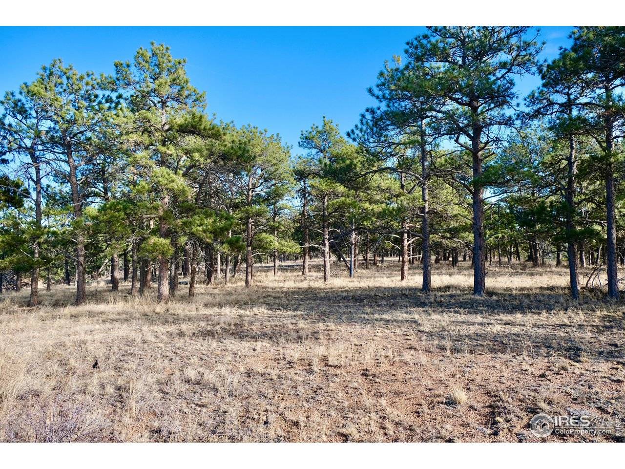 0 Walno, Livermore, CO 80536