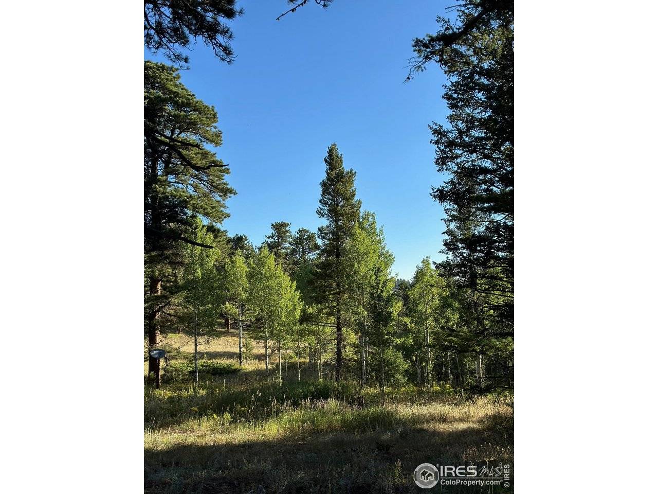 251 Haugen Slide, Allenspark, CO 80510