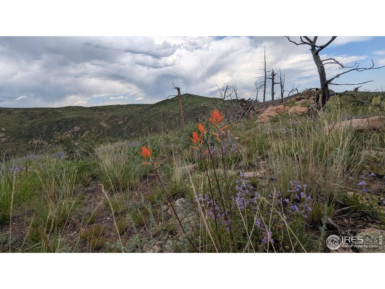 1324 Meadow Mountain, Livermore, CO 80536