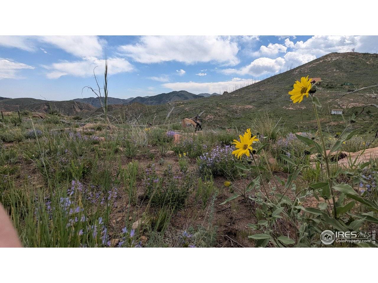 1324 Meadow Mountain, Livermore, CO 80536