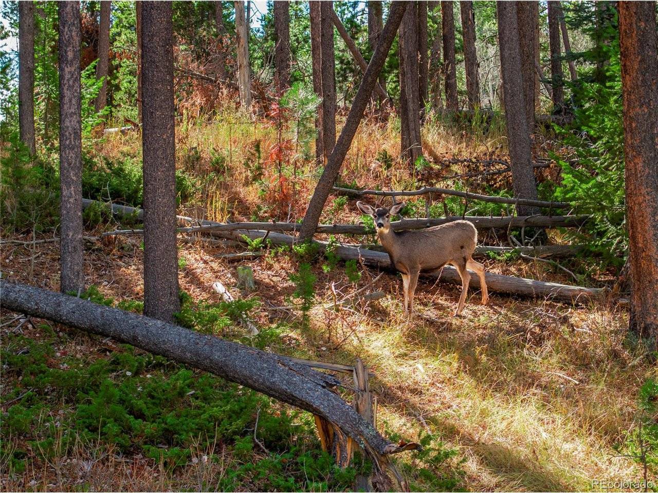 216620 Indian Springs, Conifer, CO 80433
