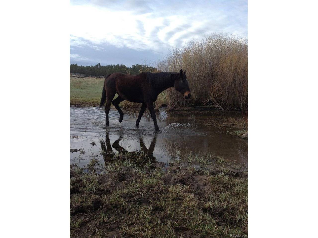 E Cherry Creek, Larkspur, CO 80118