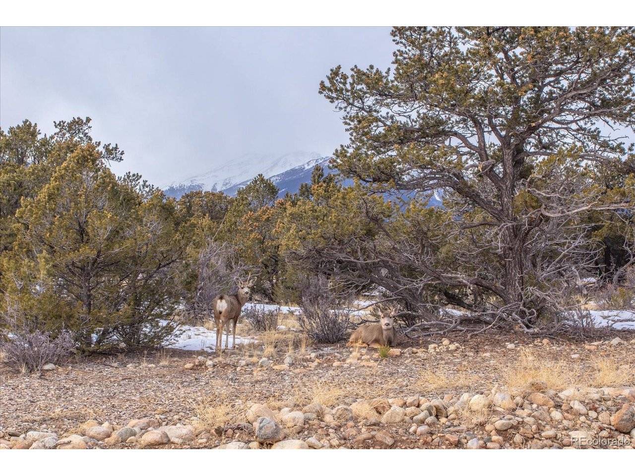 29258 Sage, Buena Vista, CO 81211