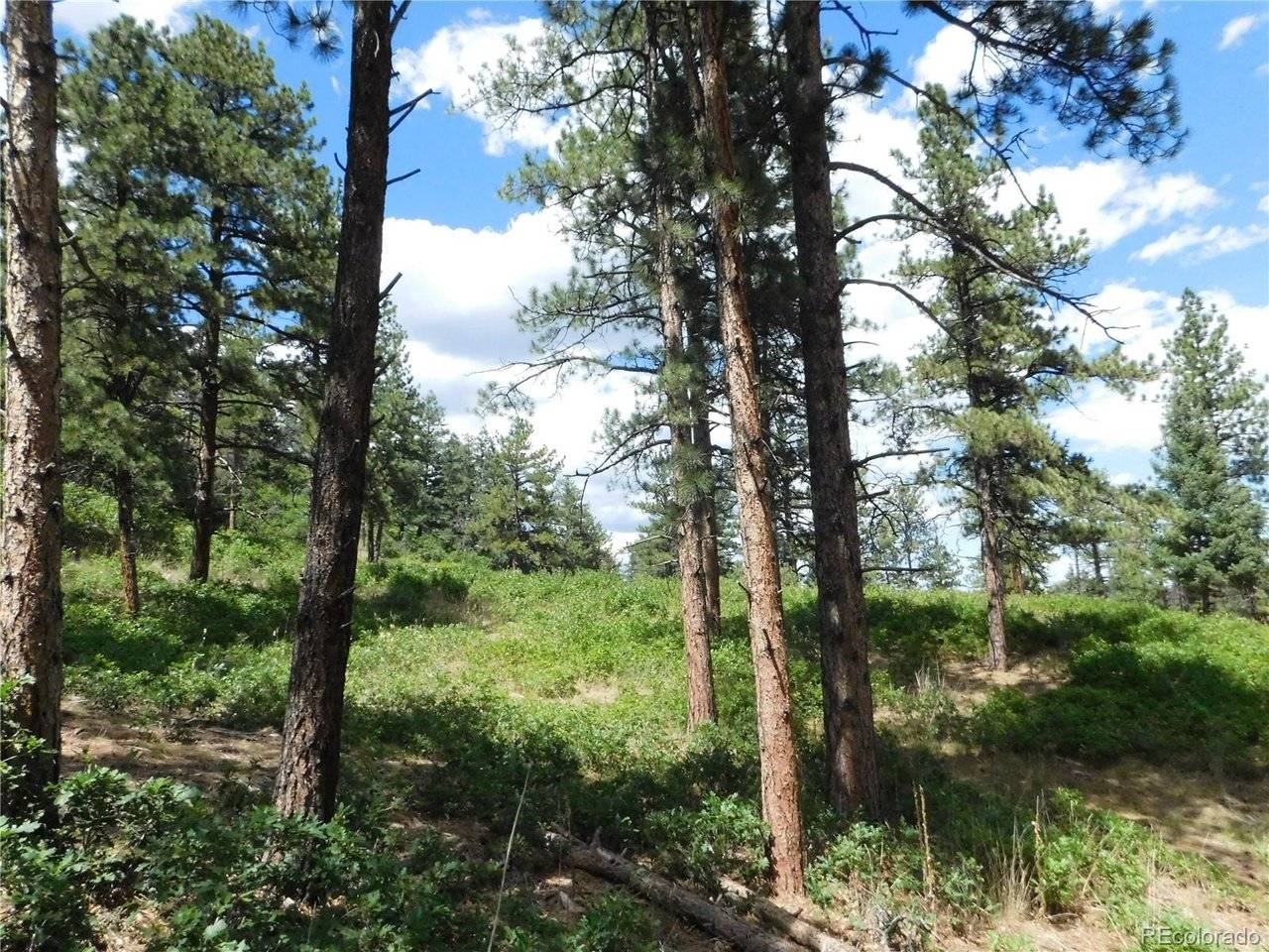 8055 Acoma, Larkspur, CO 80118