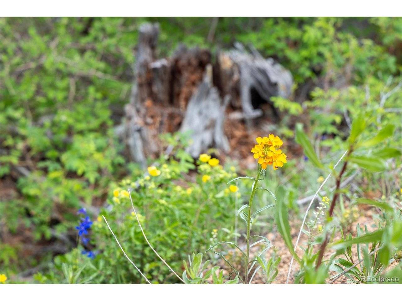 1259 Chute, Golden, CO 80403