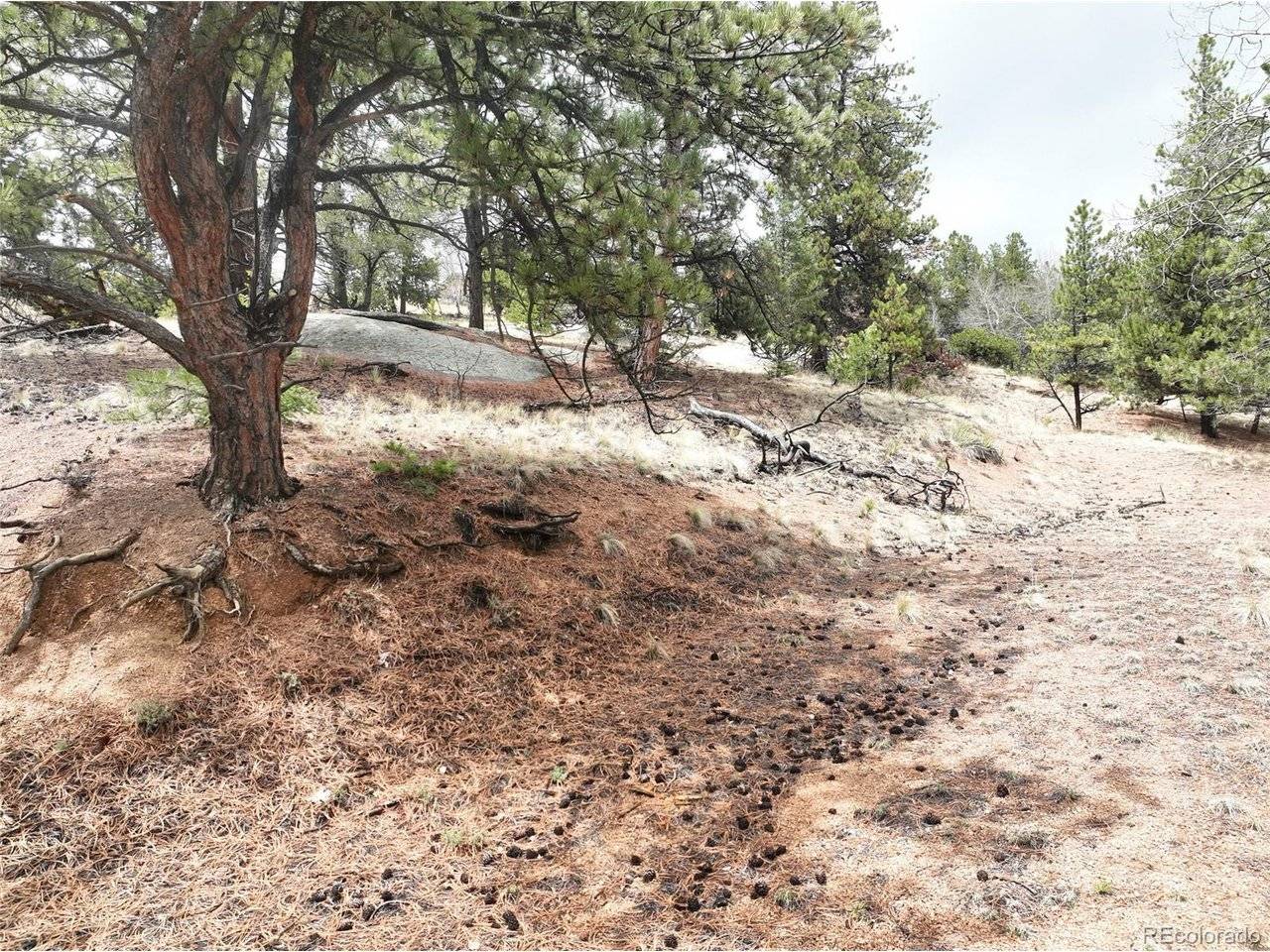 255 Pinon, Florissant, CO 80816