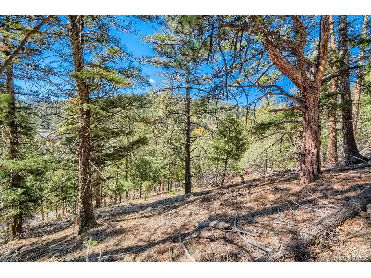 Elsie, Conifer, CO 80433