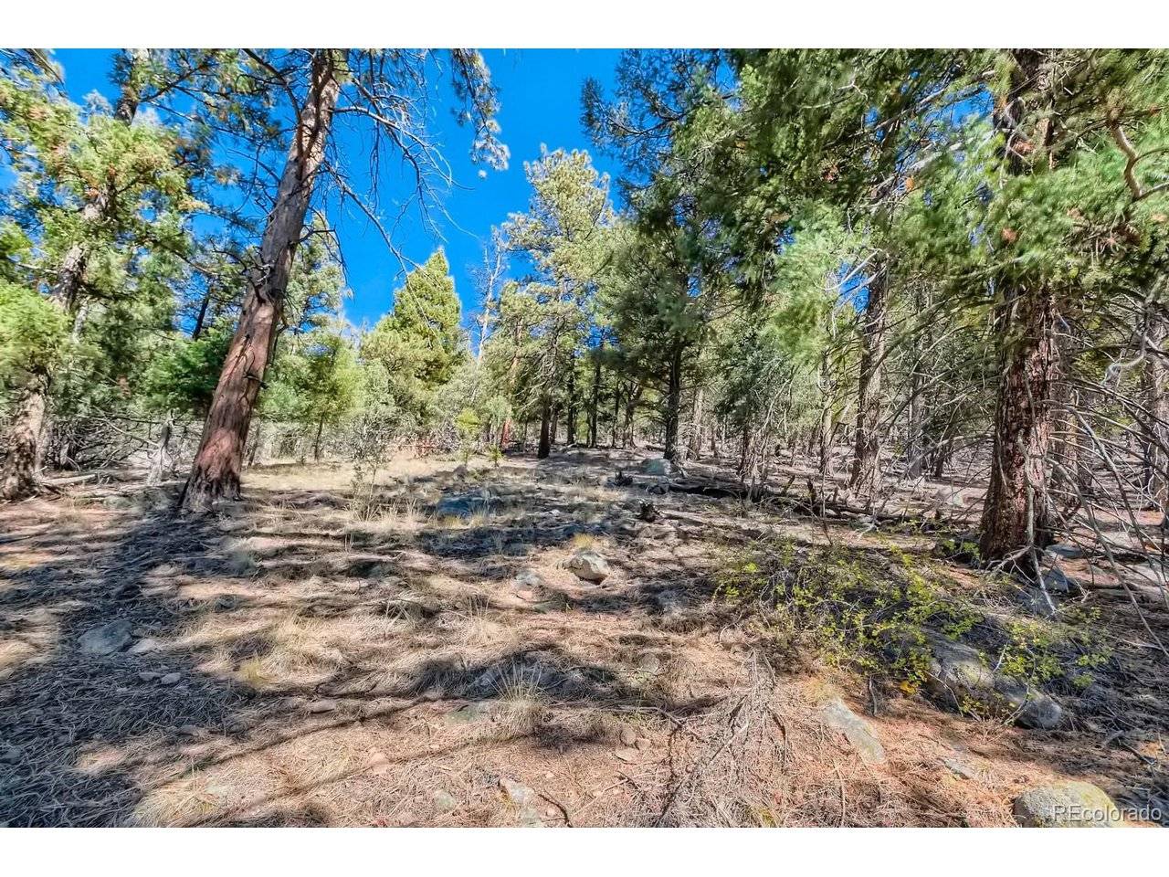 Elsie, Conifer, CO 80433