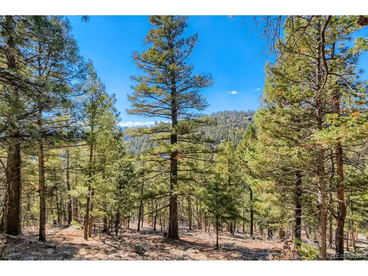 Elsie, Conifer, CO 80433