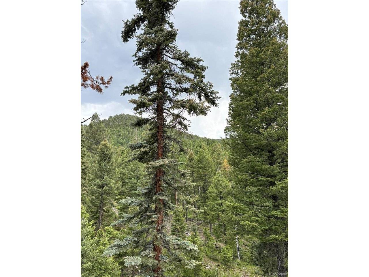28651 Belle Point, Conifer, CO 80433