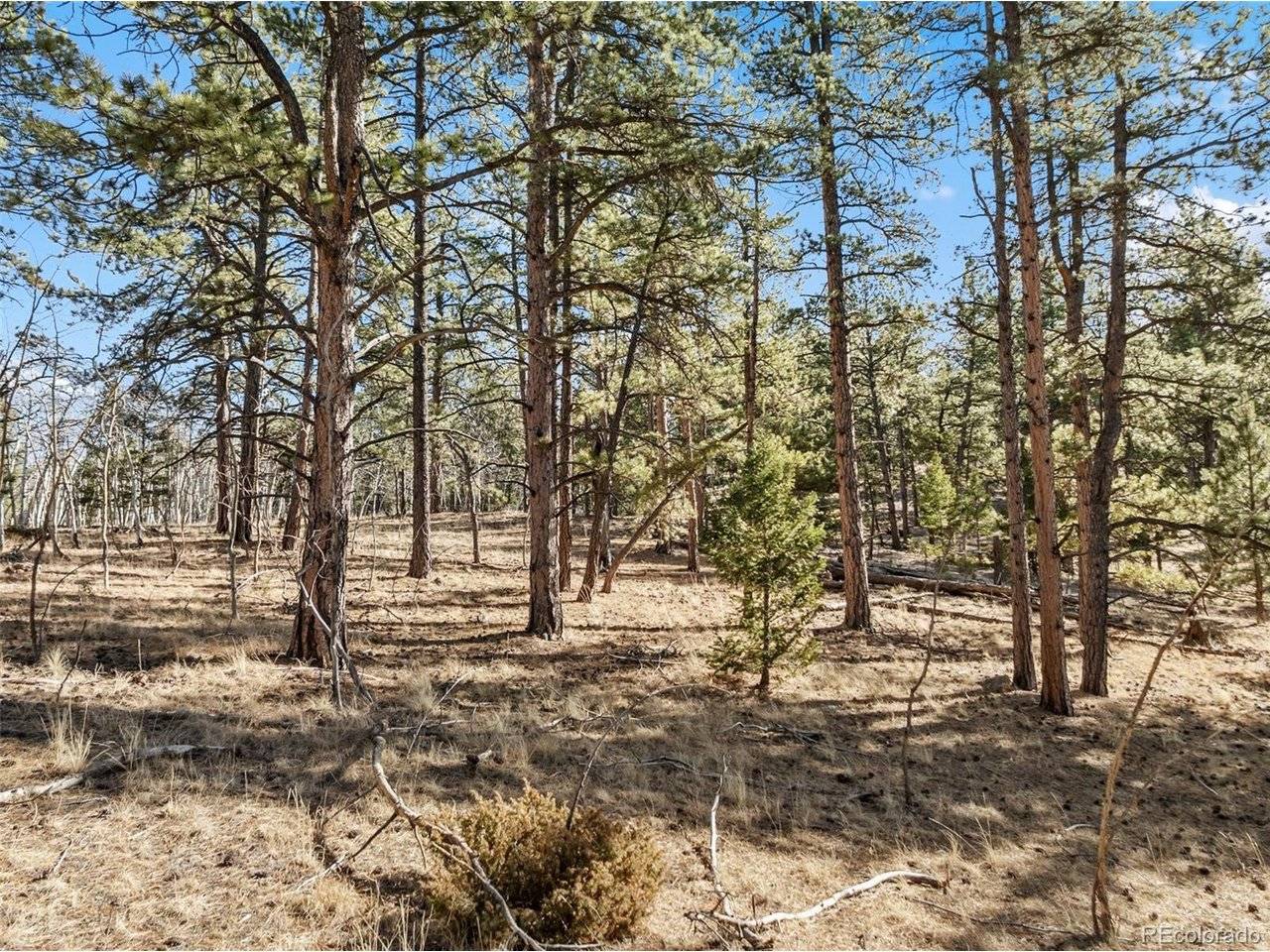 20 Echo Lake, Florissant, CO 80827