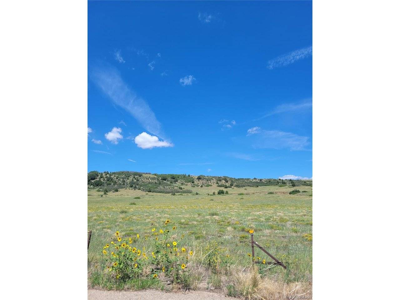 parrot, Alamosa, CO 81101