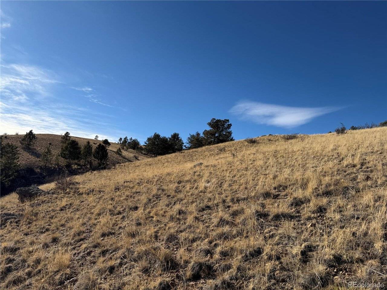 Oak, Hartsel, CO 80449