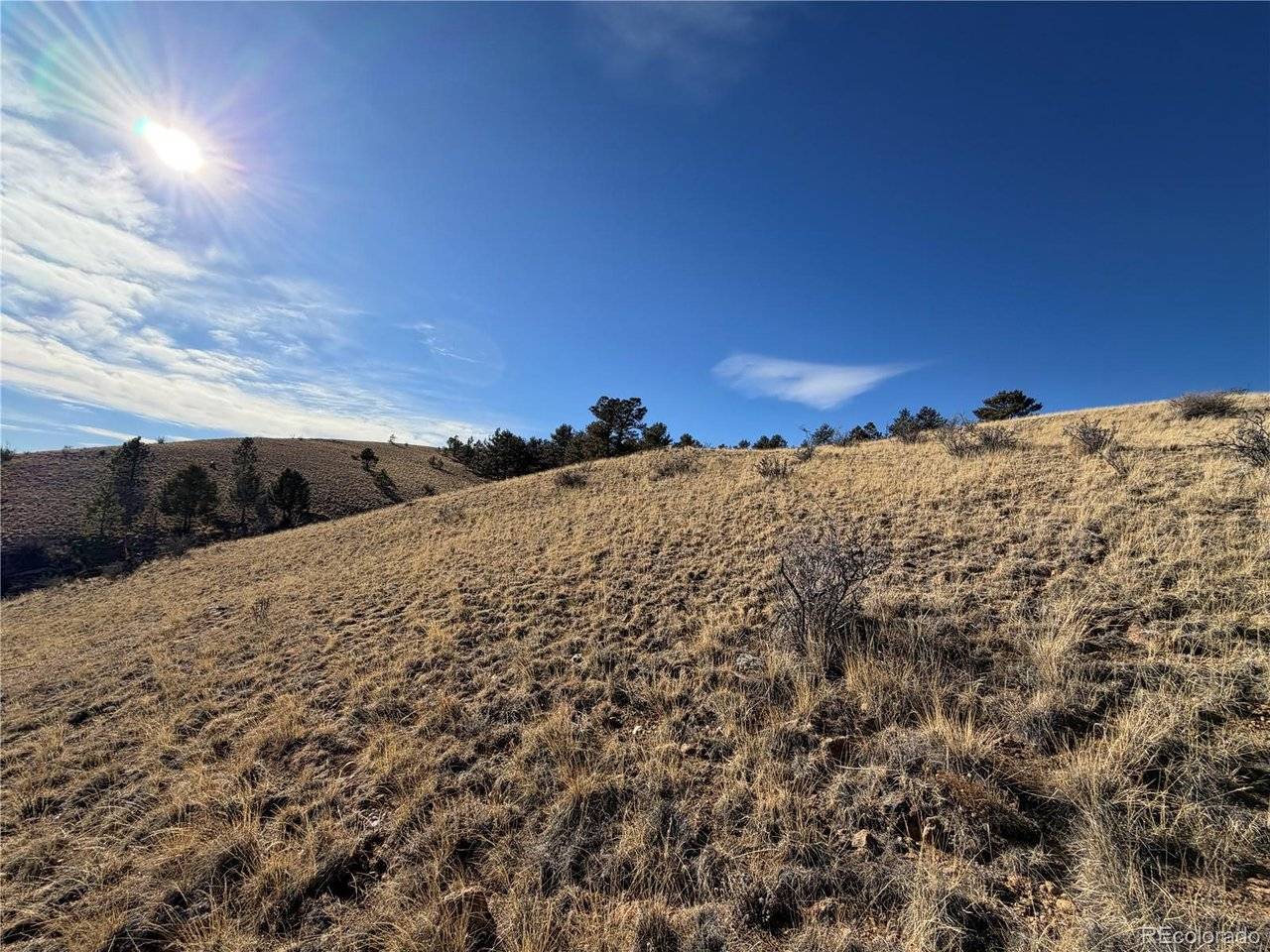 Oak, Hartsel, CO 80449