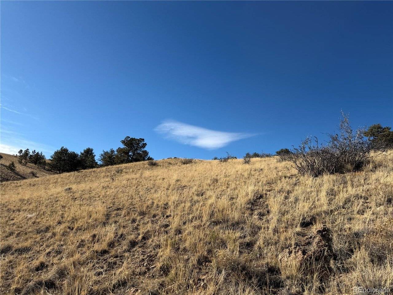 Oak, Hartsel, CO 80449