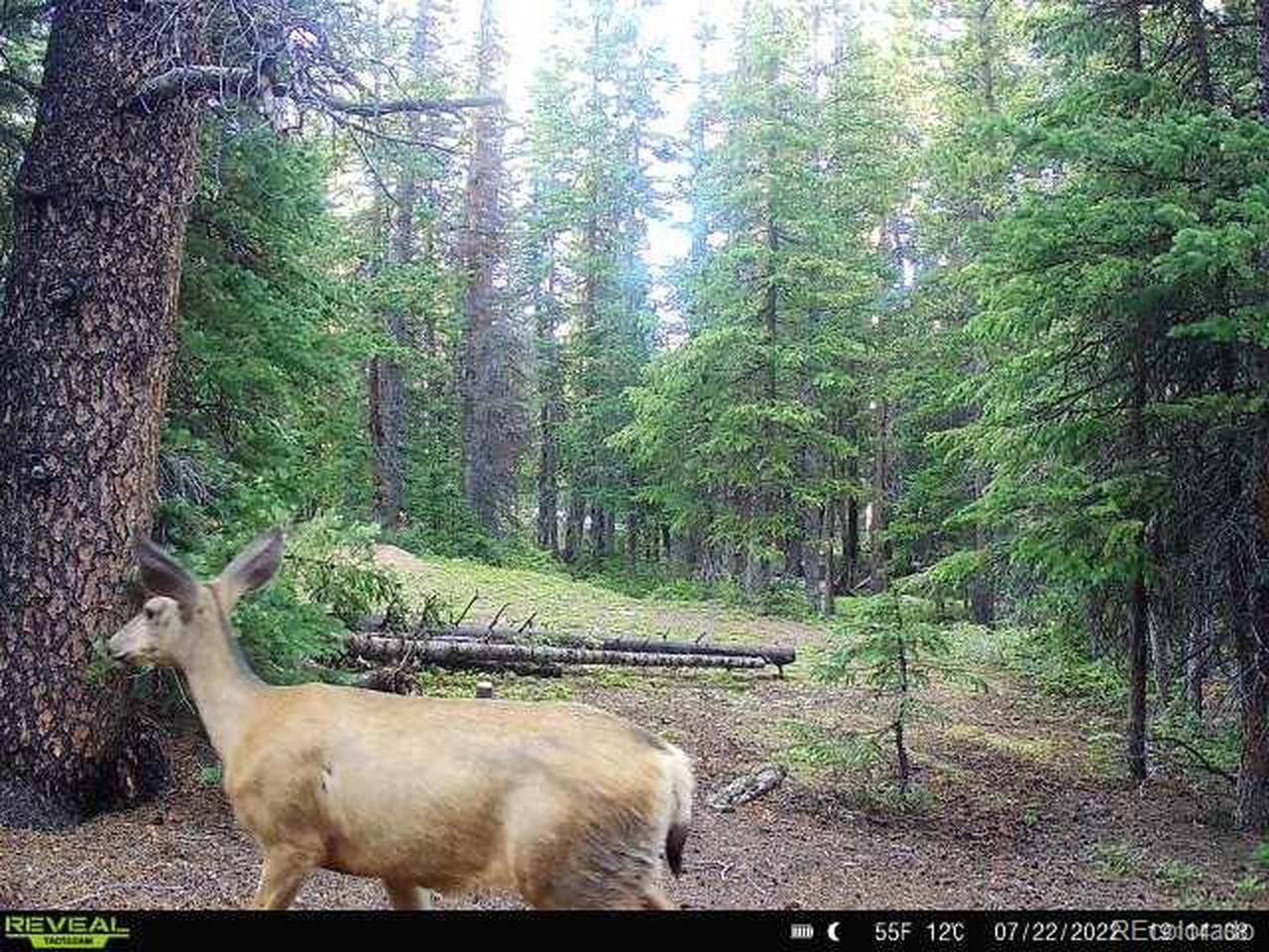 585 Porcupine, Fairplay, CO 80440
