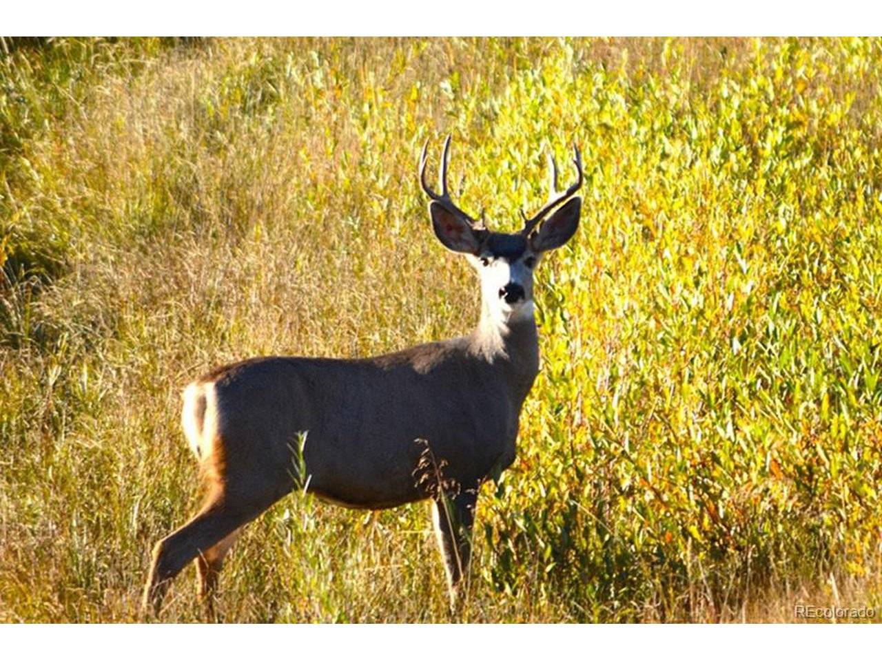 1185 County Road 734, Fairplay, CO 80440
