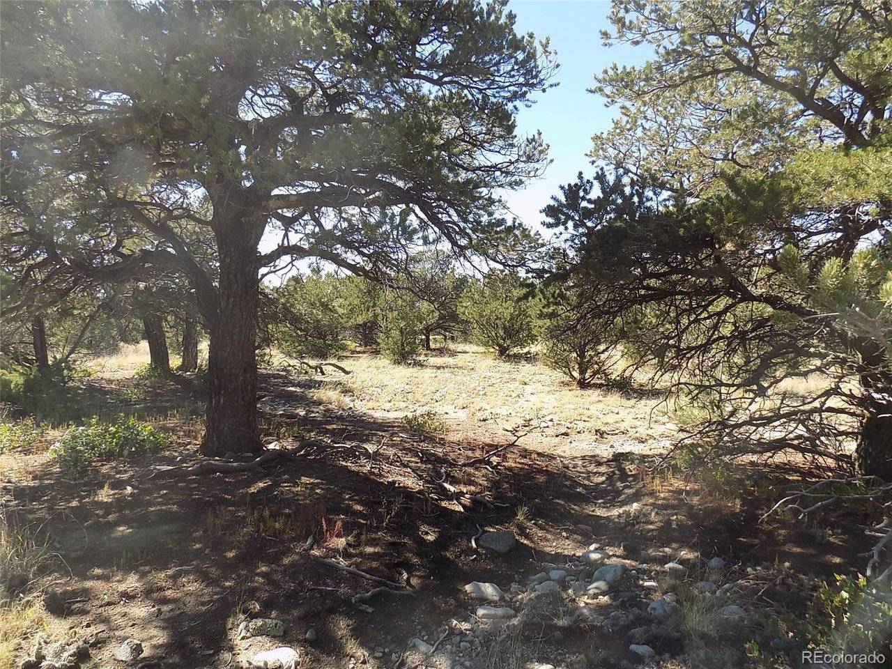 Little Bear, Mosca, CO 81146