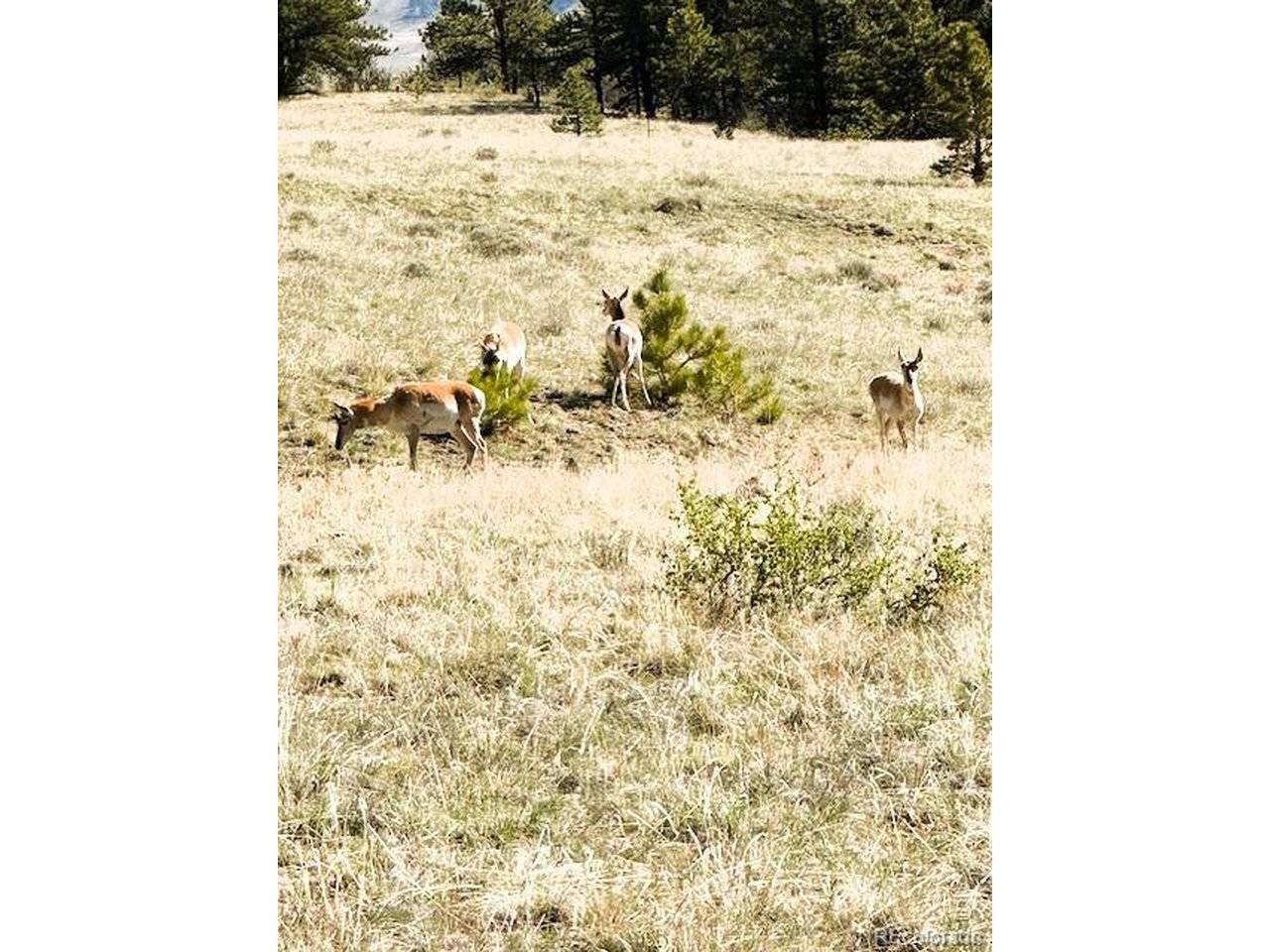 7493 Ranch, Hartsel, CO 80449