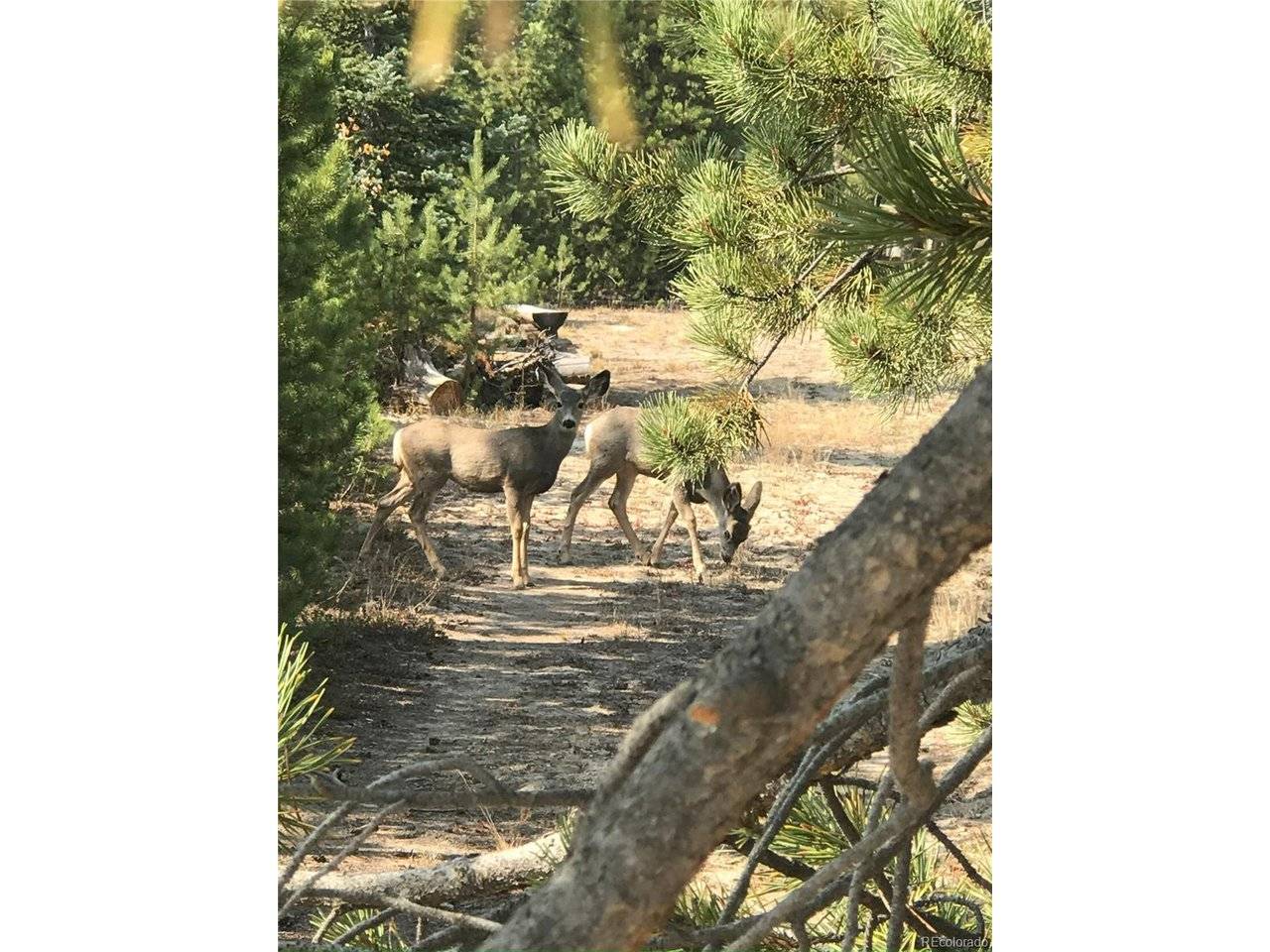 99 GCR 490, Grand Lake, CO 80447